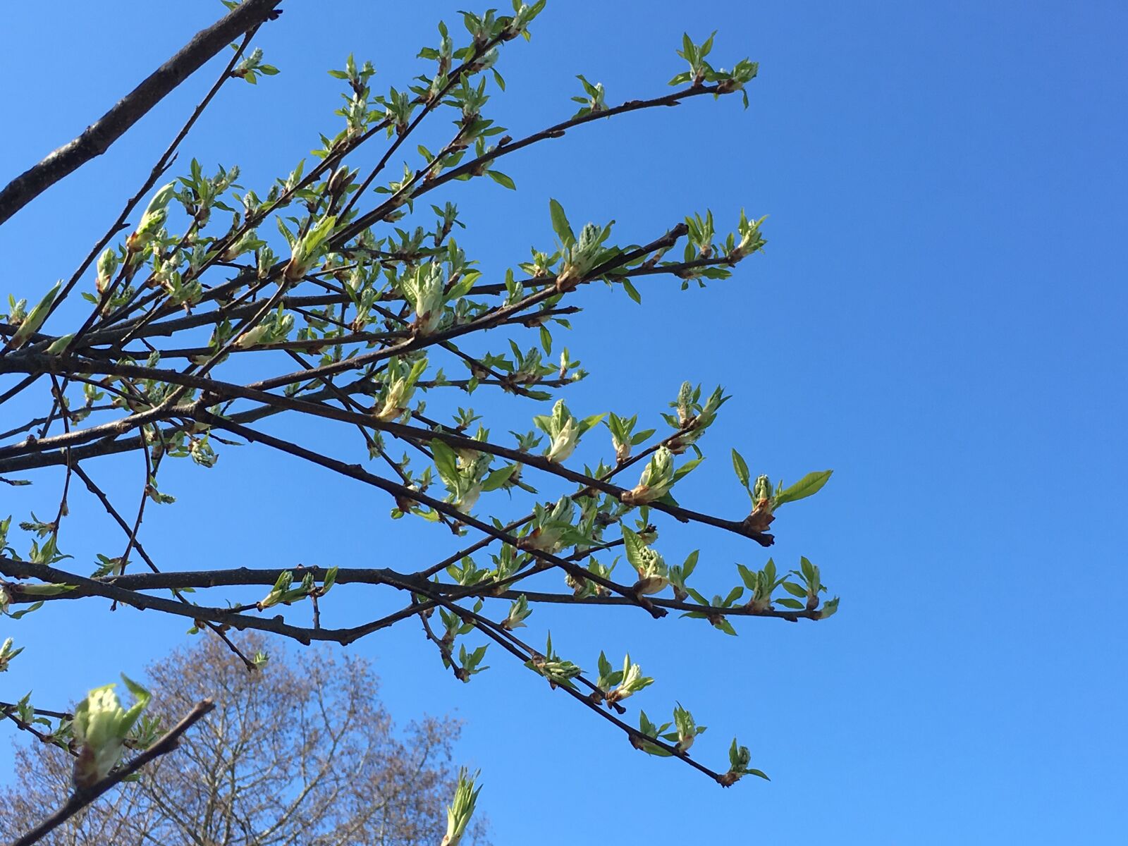 Apple iPhone 6s sample photo. Spring, sky, eye photography