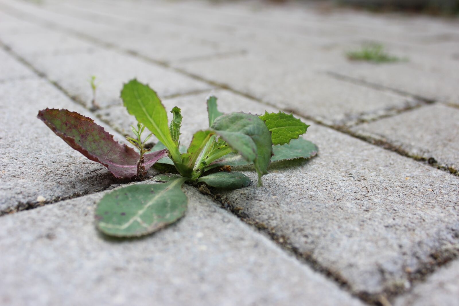 Canon EOS 600D (Rebel EOS T3i / EOS Kiss X5) sample photo. Weed, stone, away photography