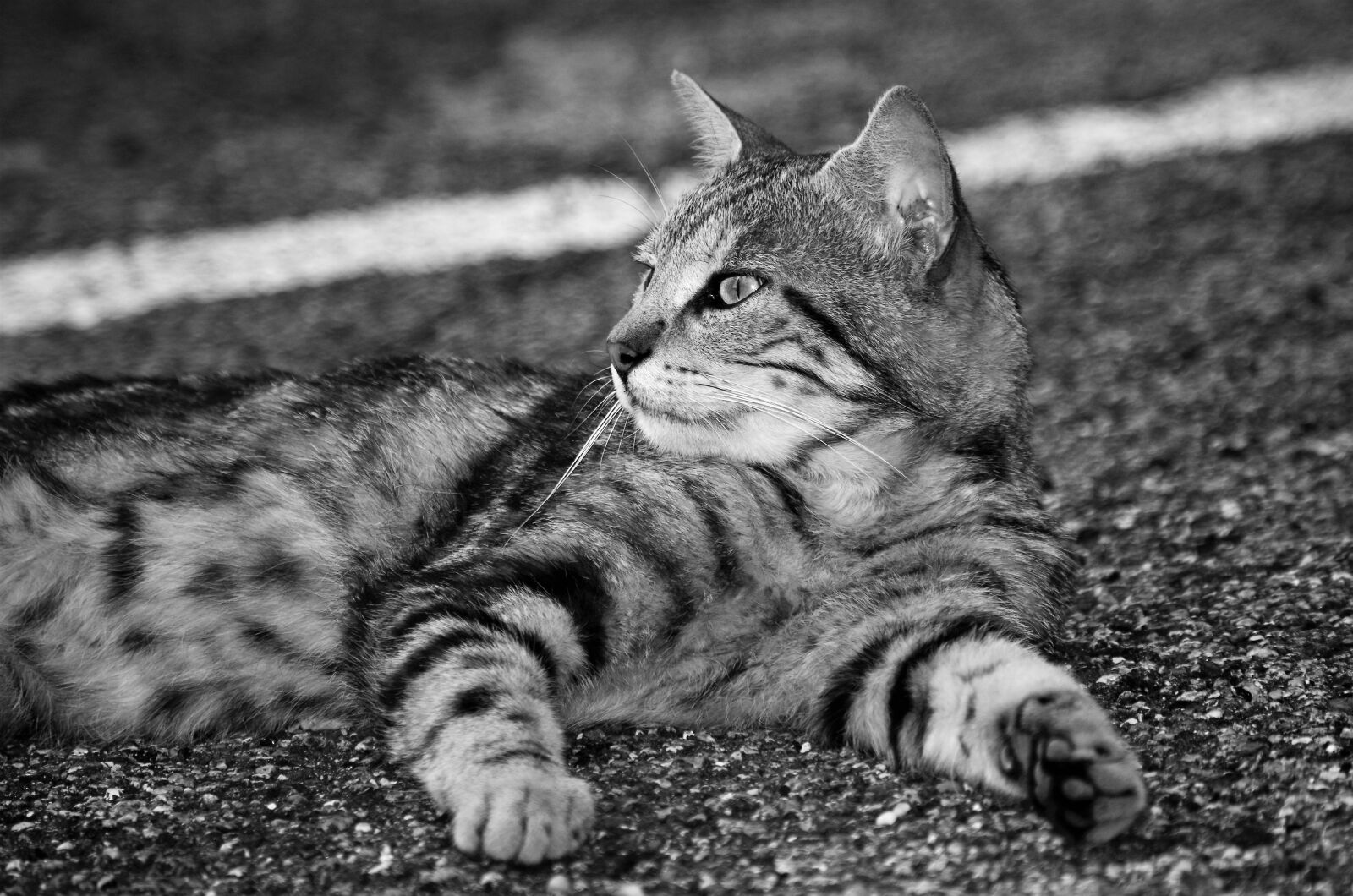 Pentax K-50 sample photo. Cat, cat european, calico photography