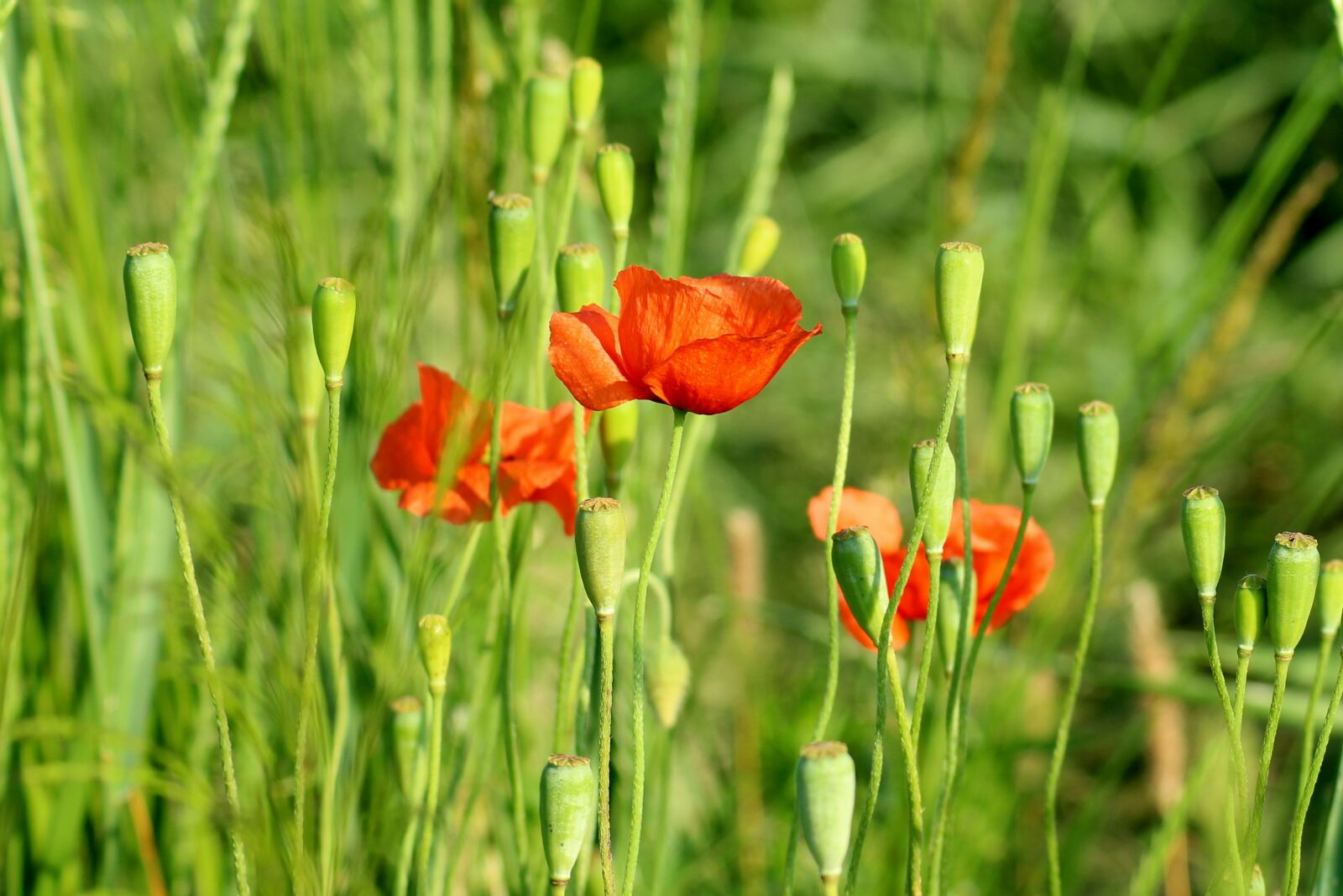 Canon EOS 1200D (EOS Rebel T5 / EOS Kiss X70 / EOS Hi) sample photo. Poppies, wildflowers, poppy photography