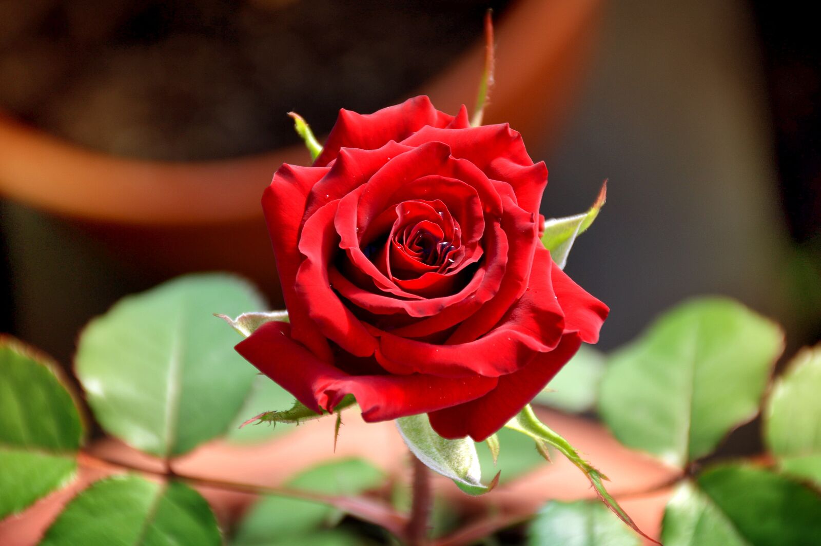 Nikon D3200 sample photo. Rose, summer, heat photography