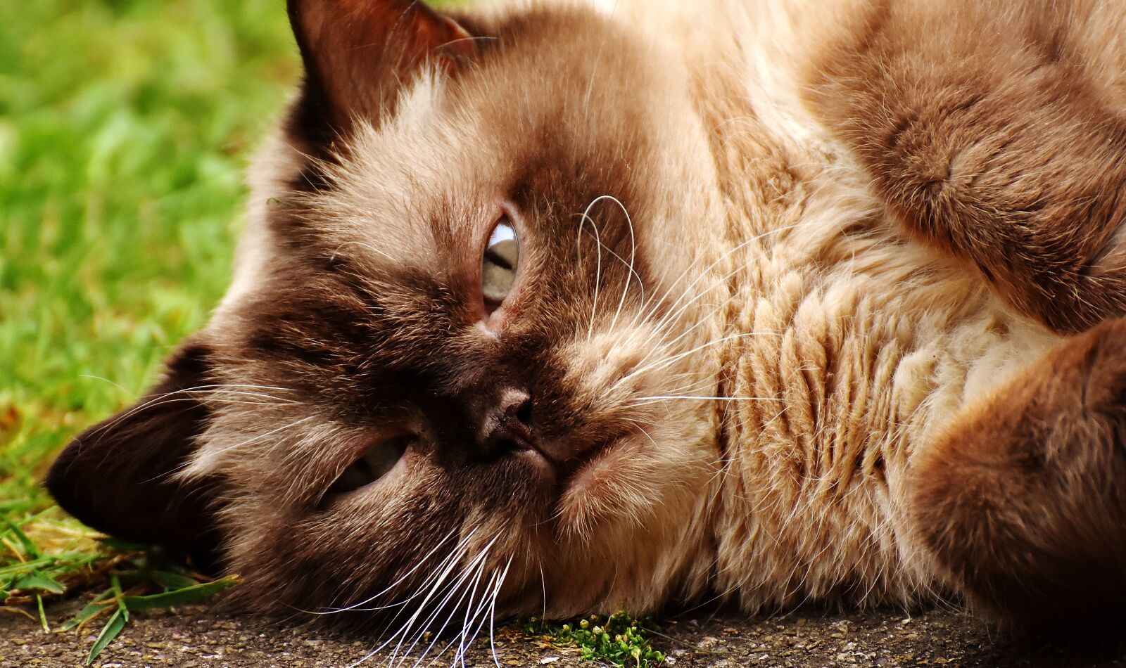 Nikon D7200 sample photo. British shorthair, cat, animal photography