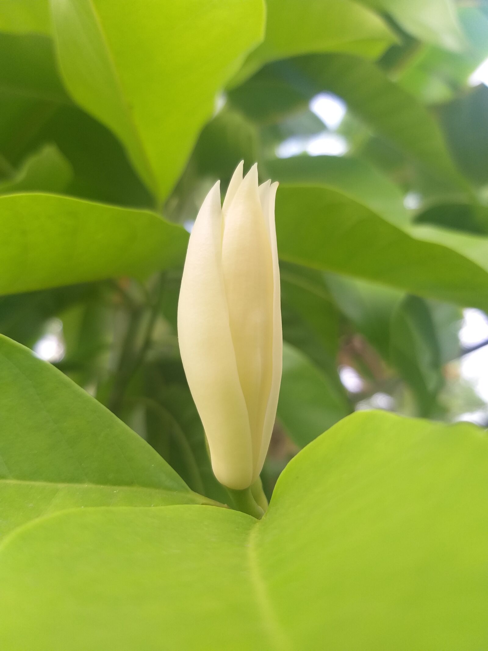 Samsung Galaxy J8 sample photo. Awesome green, and yellow photography
