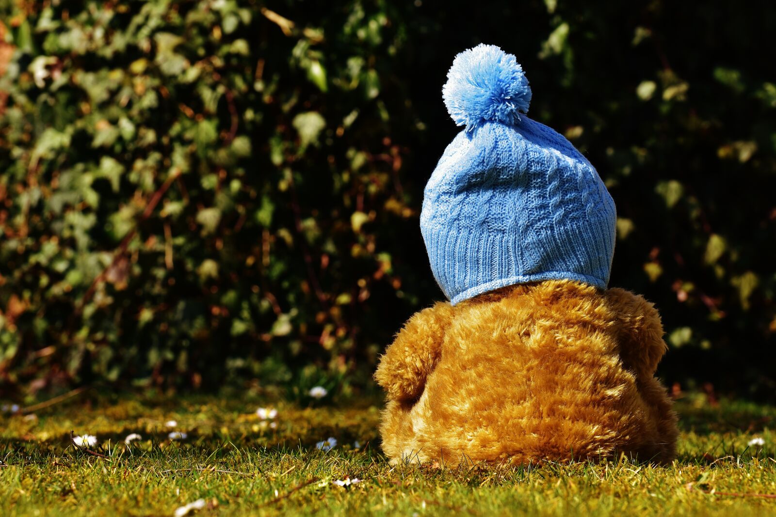 Nikon D7200 sample photo. Teddy bear, cap, bobcap photography