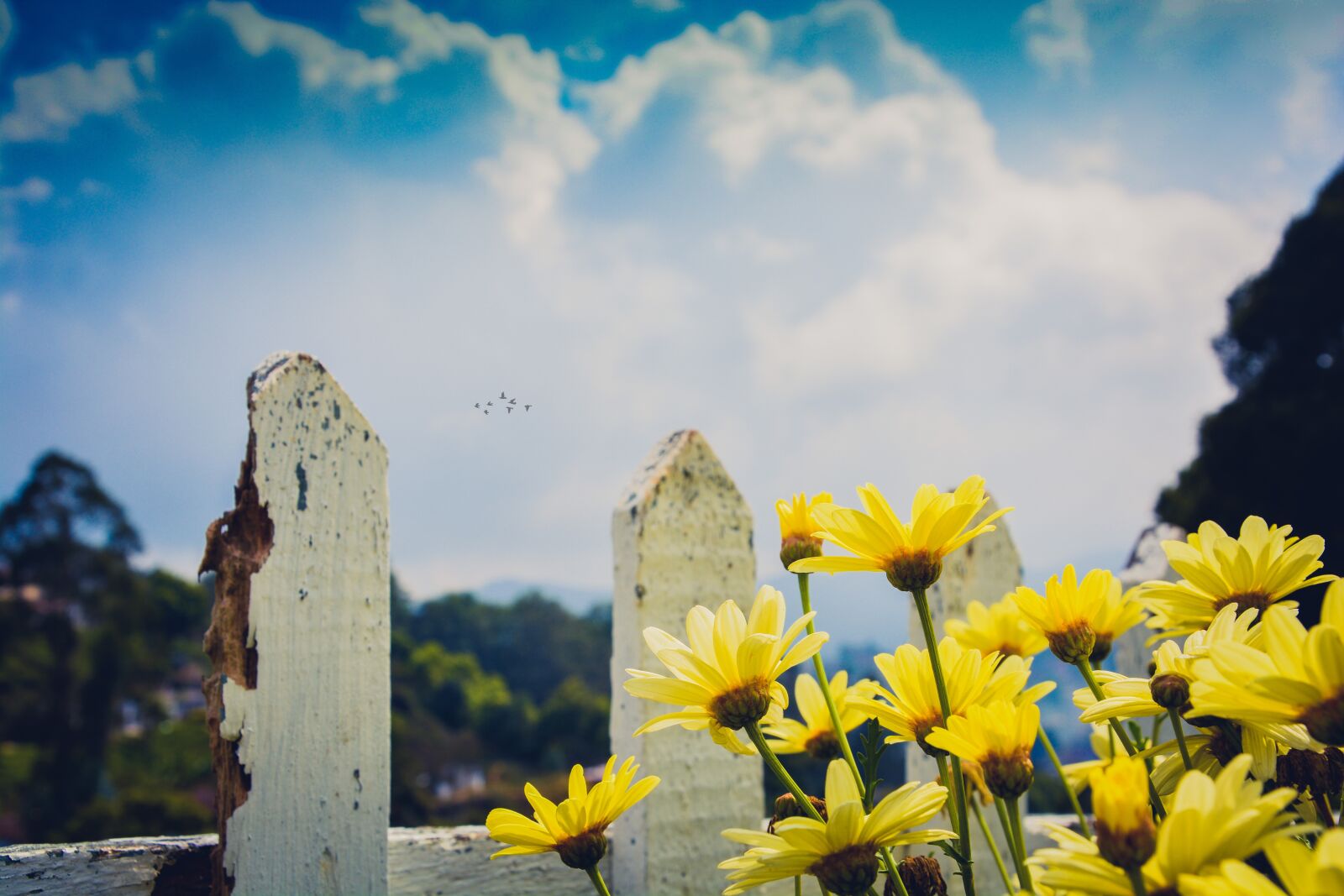 Nikon D5200 sample photo. Landscape, daisies, daisy photography