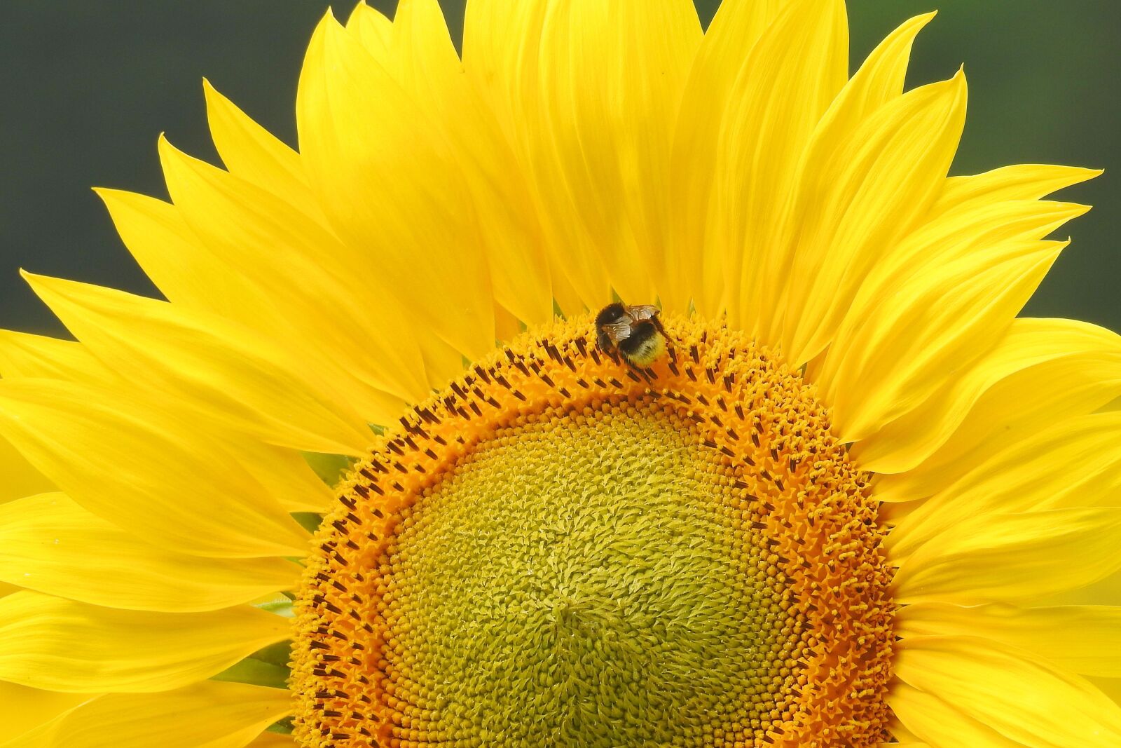Nikon Coolpix P900 sample photo. Sunflower, insect, hummel photography