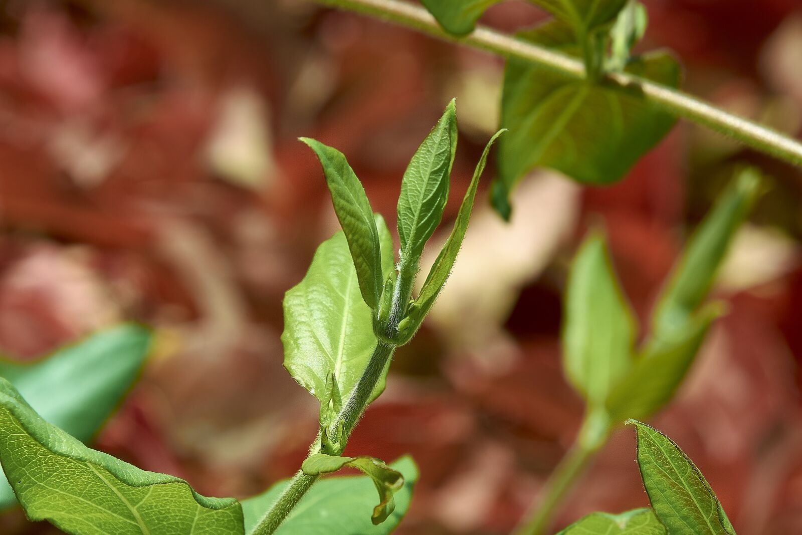 Nikon D7200 sample photo. Leaves, autumn, colorful photography
