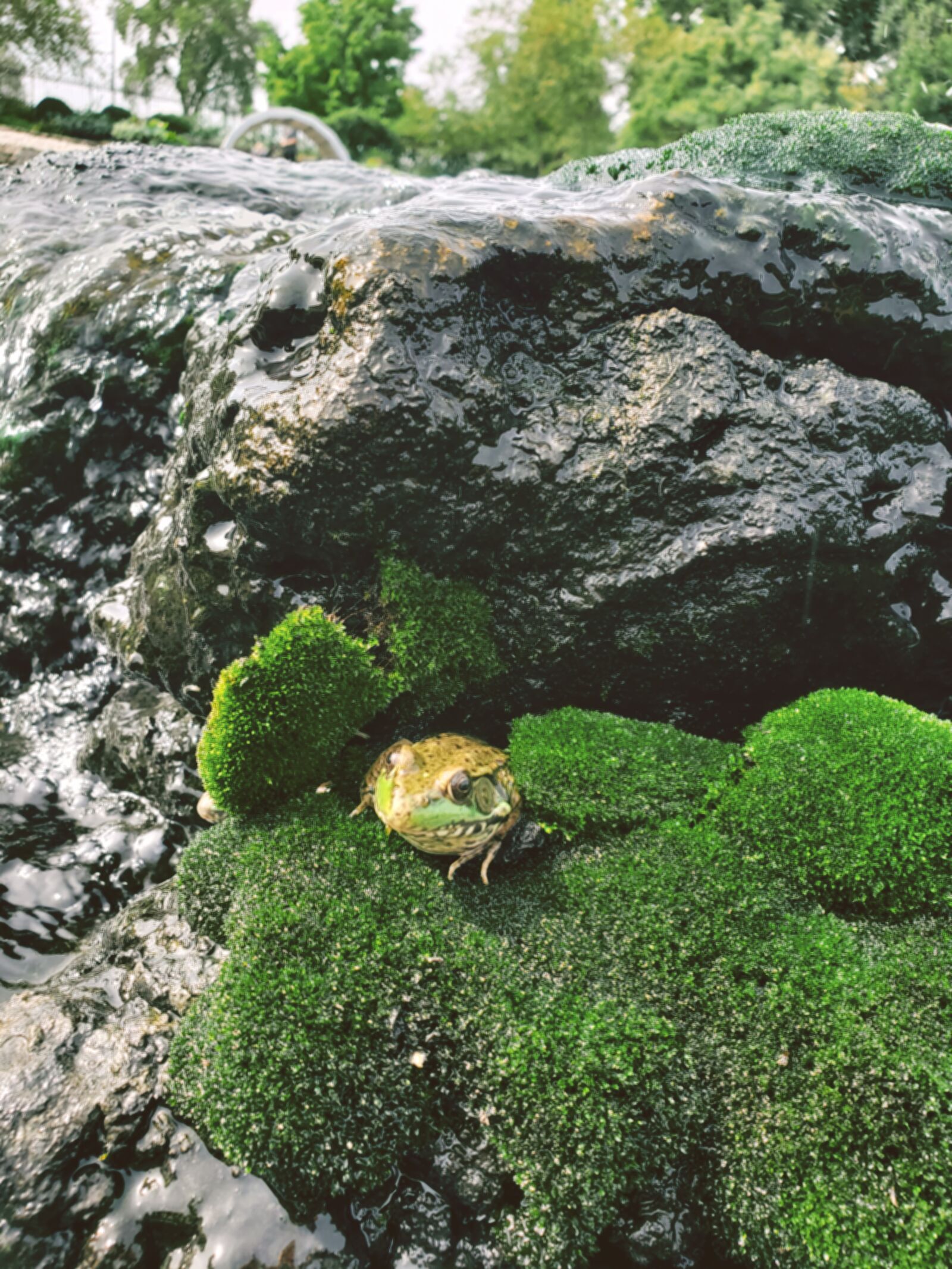 Samsung Galaxy S9+ sample photo. Frog, amphibian, green photography