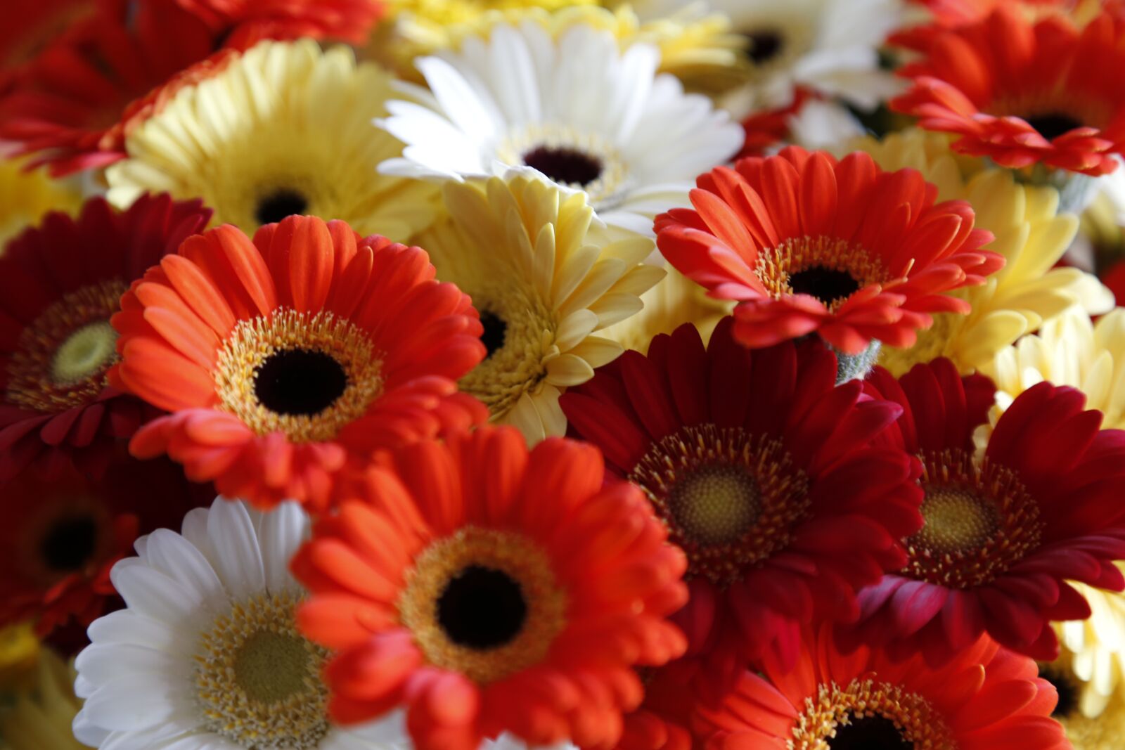 Canon EOS 6D + Canon EF 24-105mm F4L IS USM sample photo. Flowers, bloemendens, belgian photography