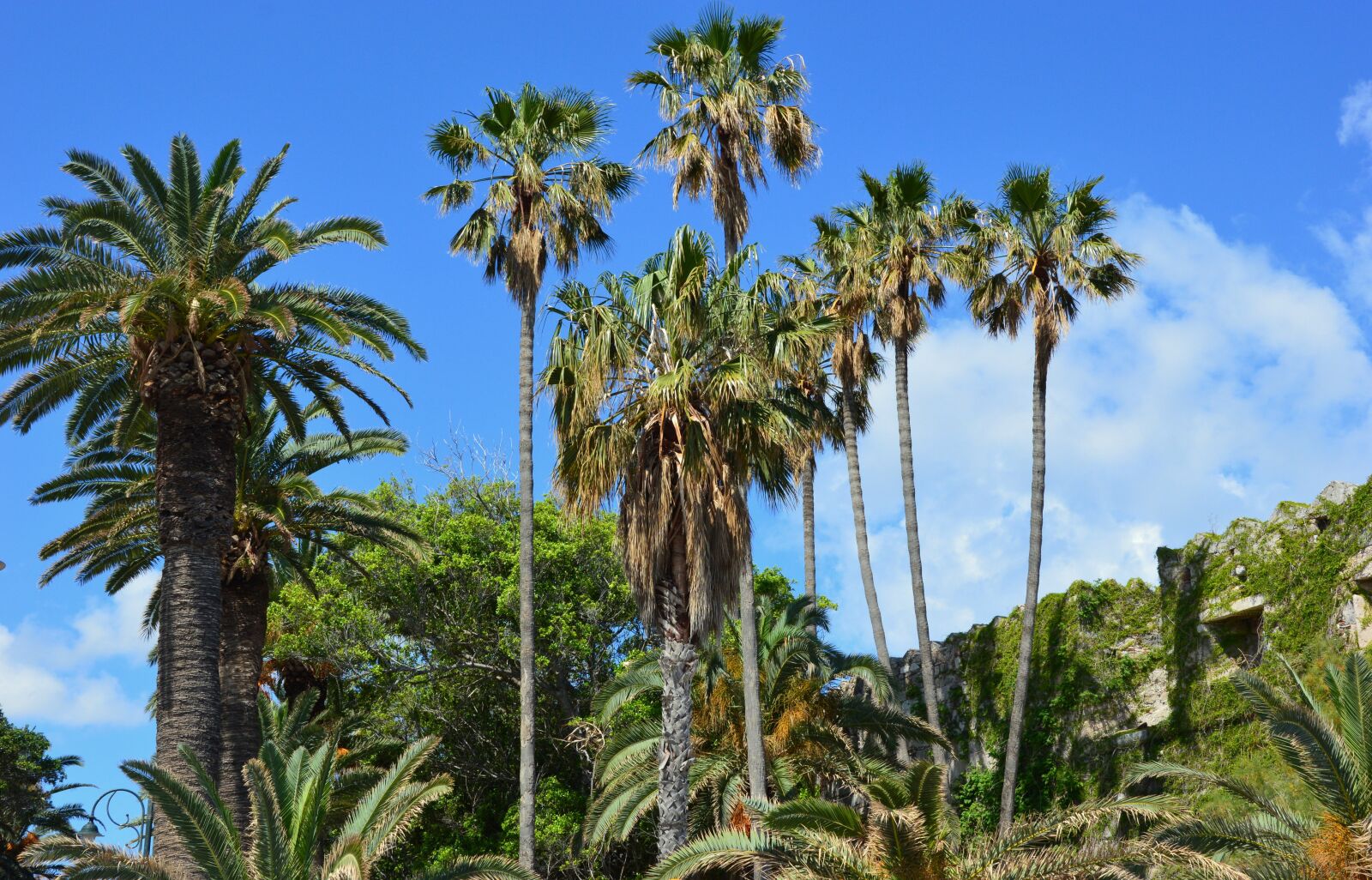 Nikon D3200 sample photo. Vacations, travel, palm trees photography
