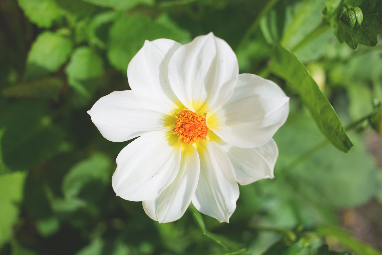 Canon EOS 6D + Canon EF 40mm F2.8 STM sample photo. Flowers, nature, blossoms photography
