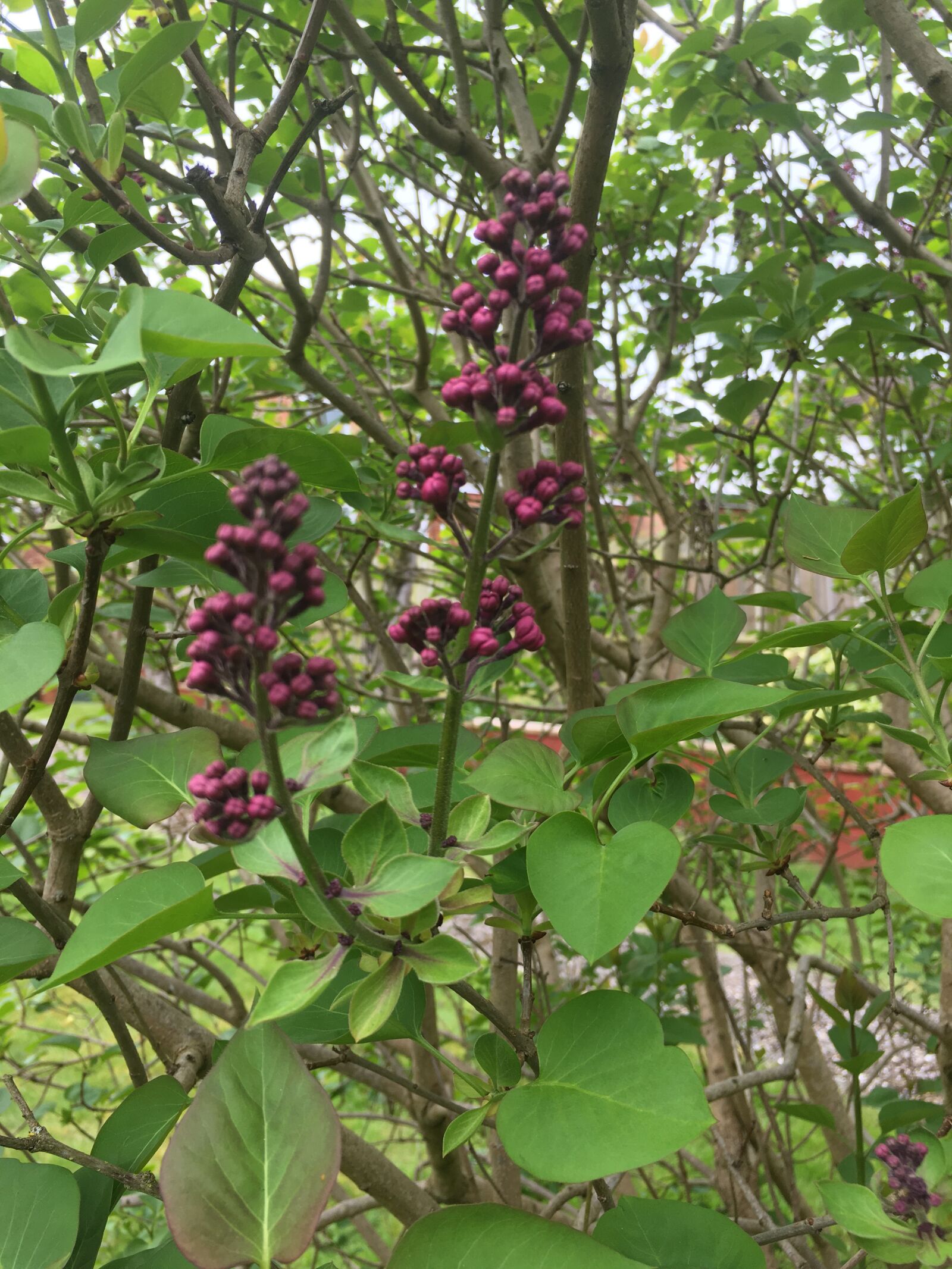 iPhone 6s Plus back camera 4.15mm f/2.2 sample photo. Lilac, plant, flowers photography