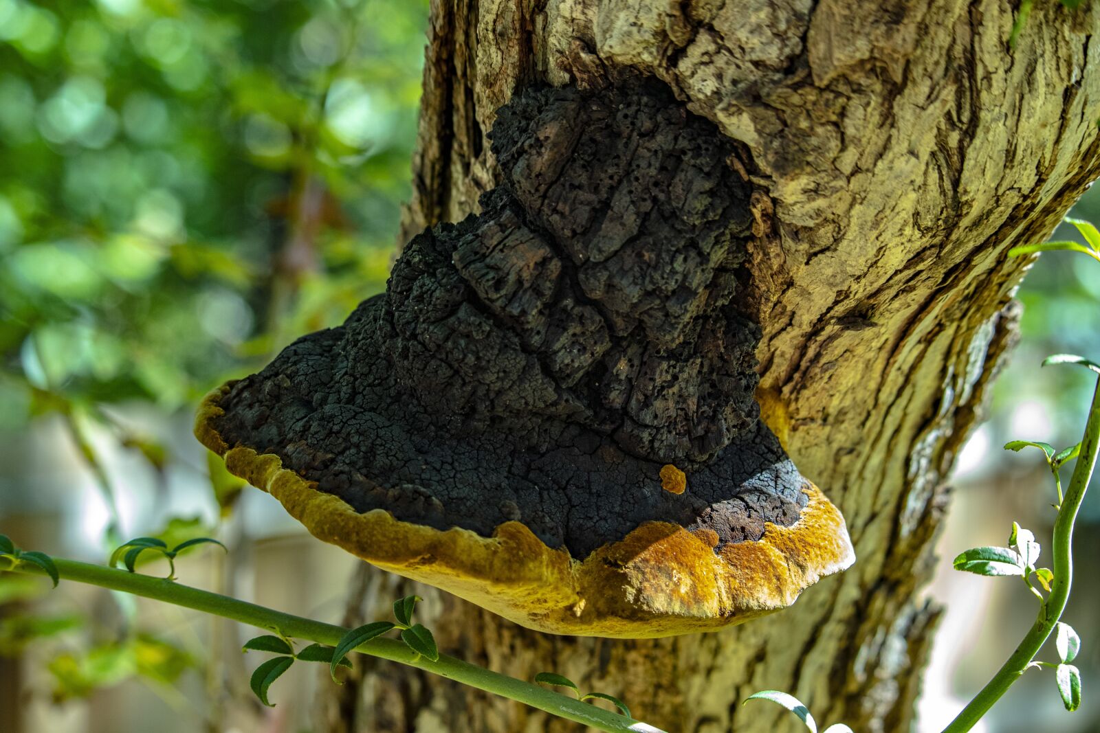 Canon EOS 800D (EOS Rebel T7i / EOS Kiss X9i) + Canon EF-S 55-250mm F4-5.6 IS STM sample photo. Unusual, bracket fungi, yellow photography