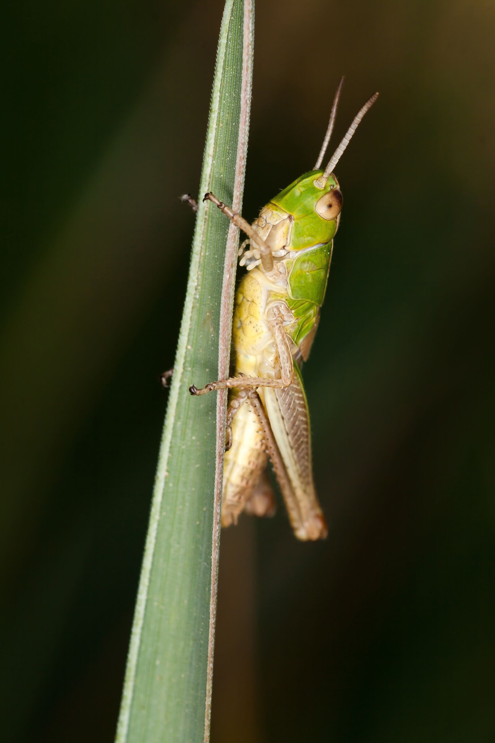 Canon EOS 400D (EOS Digital Rebel XTi / EOS Kiss Digital X) sample photo. Insect, grasshopper, macro photography