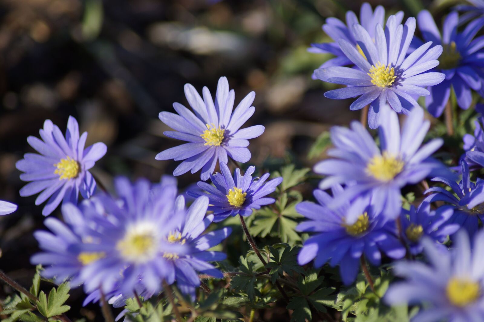 Sony SLT-A58 sample photo. Anemone blanda, flower, anemone photography