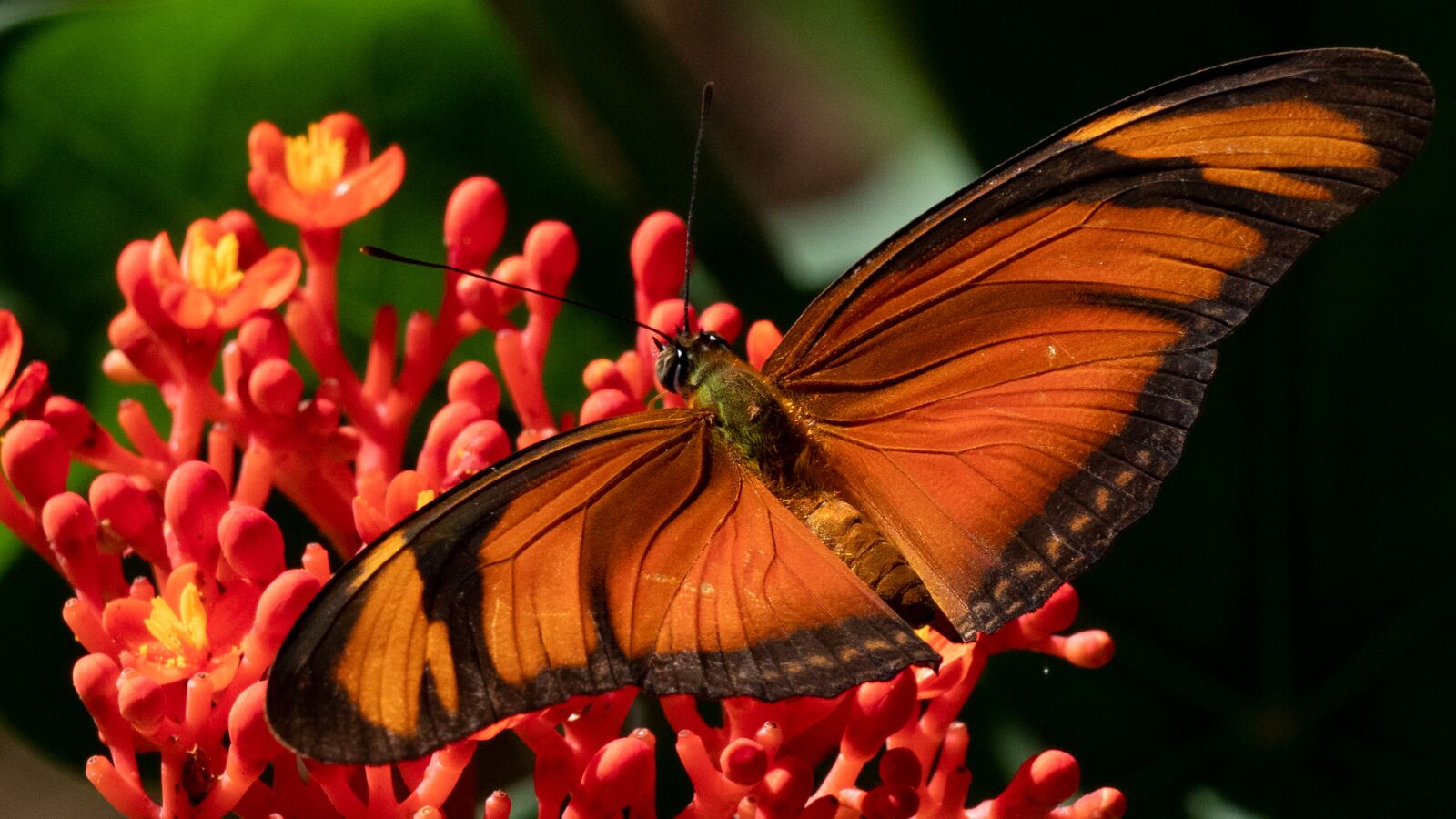 Panasonic Lumix DC-G9 + LEICA DG 100-400/F4.0-6.3 sample photo. Tropics butterfly, butterfly, flourished photography