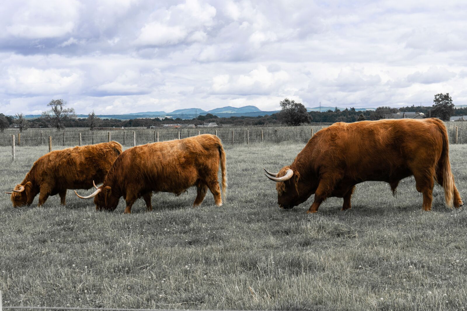 Sony FE 28-70mm F3.5-5.6 OSS sample photo. Highland coo, cow, highland photography