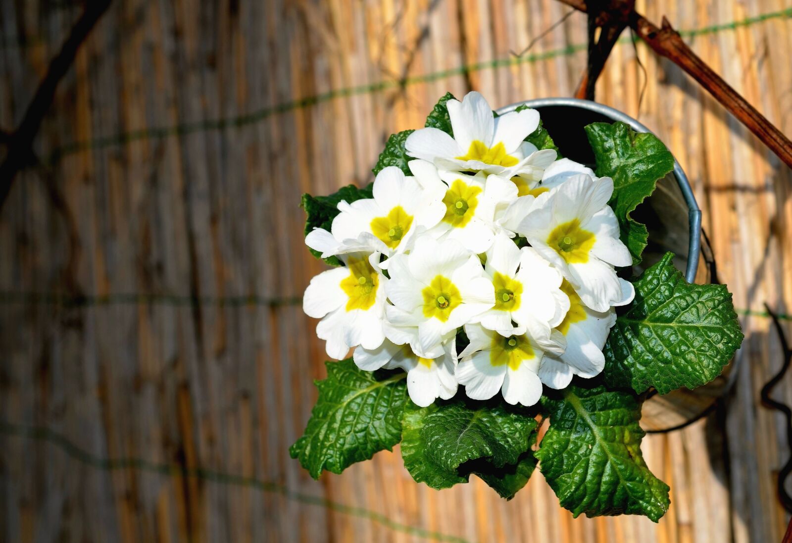 Nikon D5100 sample photo. Flower, leaf, still life photography