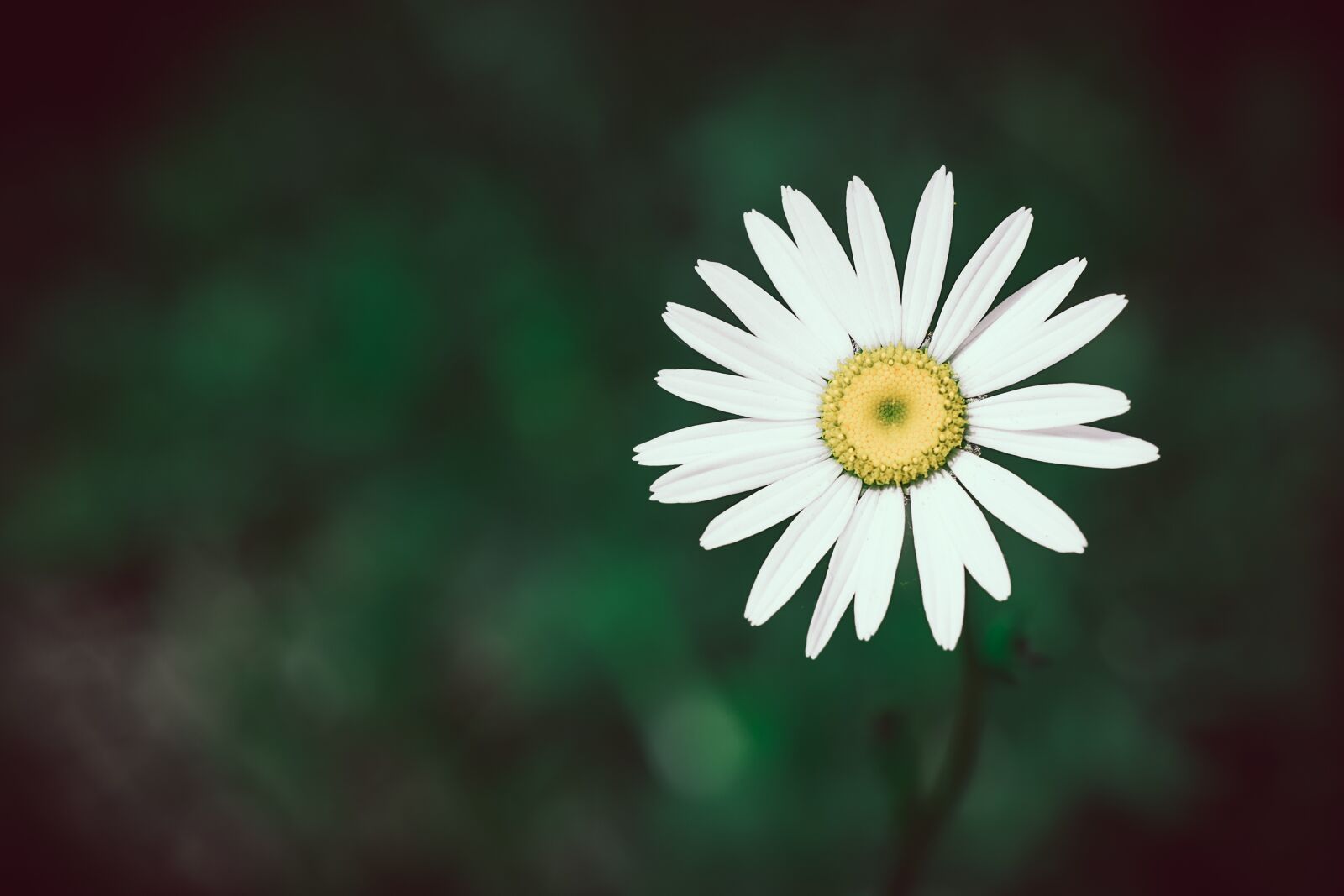 Nikon D7100 sample photo. Marguerite, flower, white photography