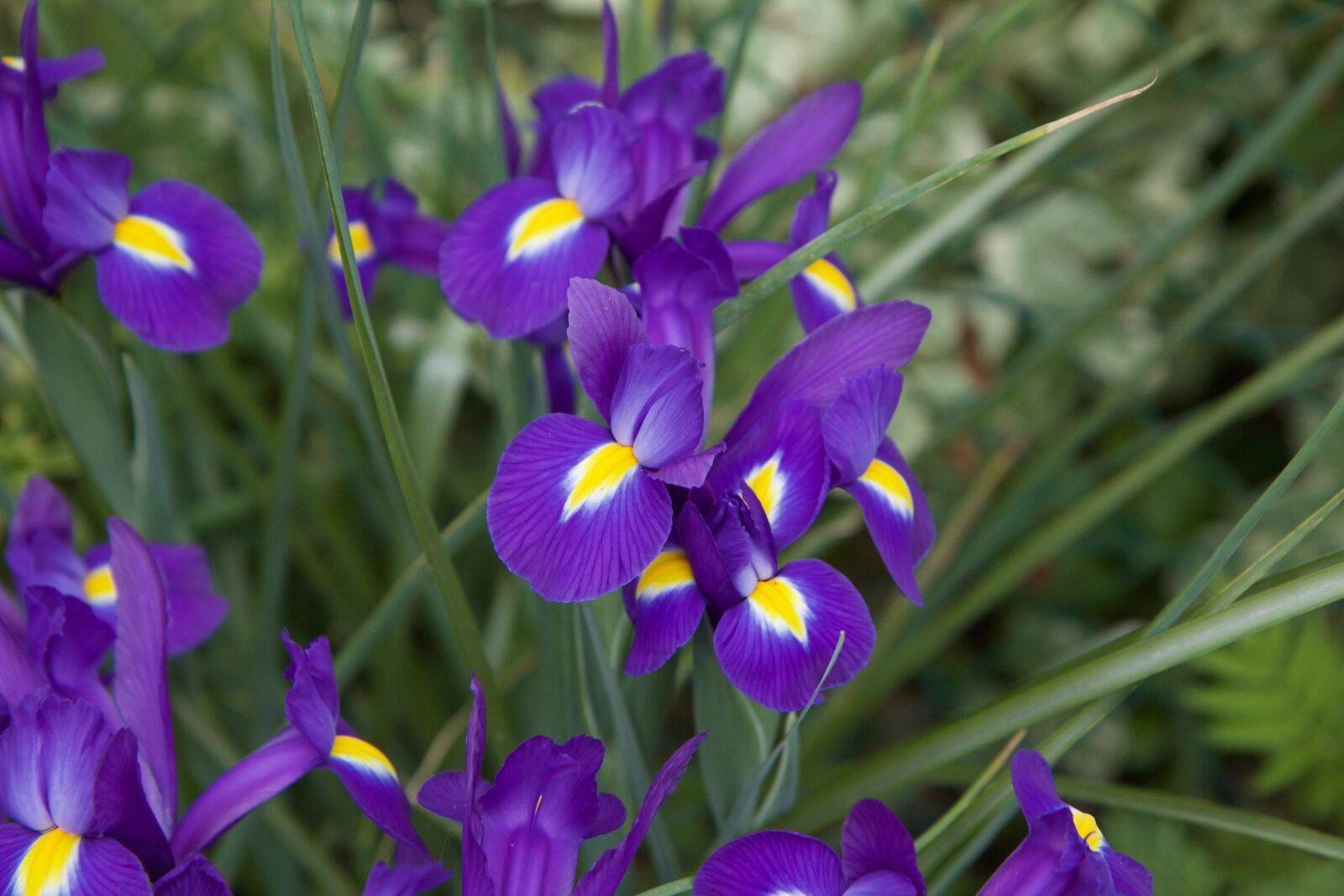 Canon EOS 600D (Rebel EOS T3i / EOS Kiss X5) sample photo. Flower, flowers purple, purple photography