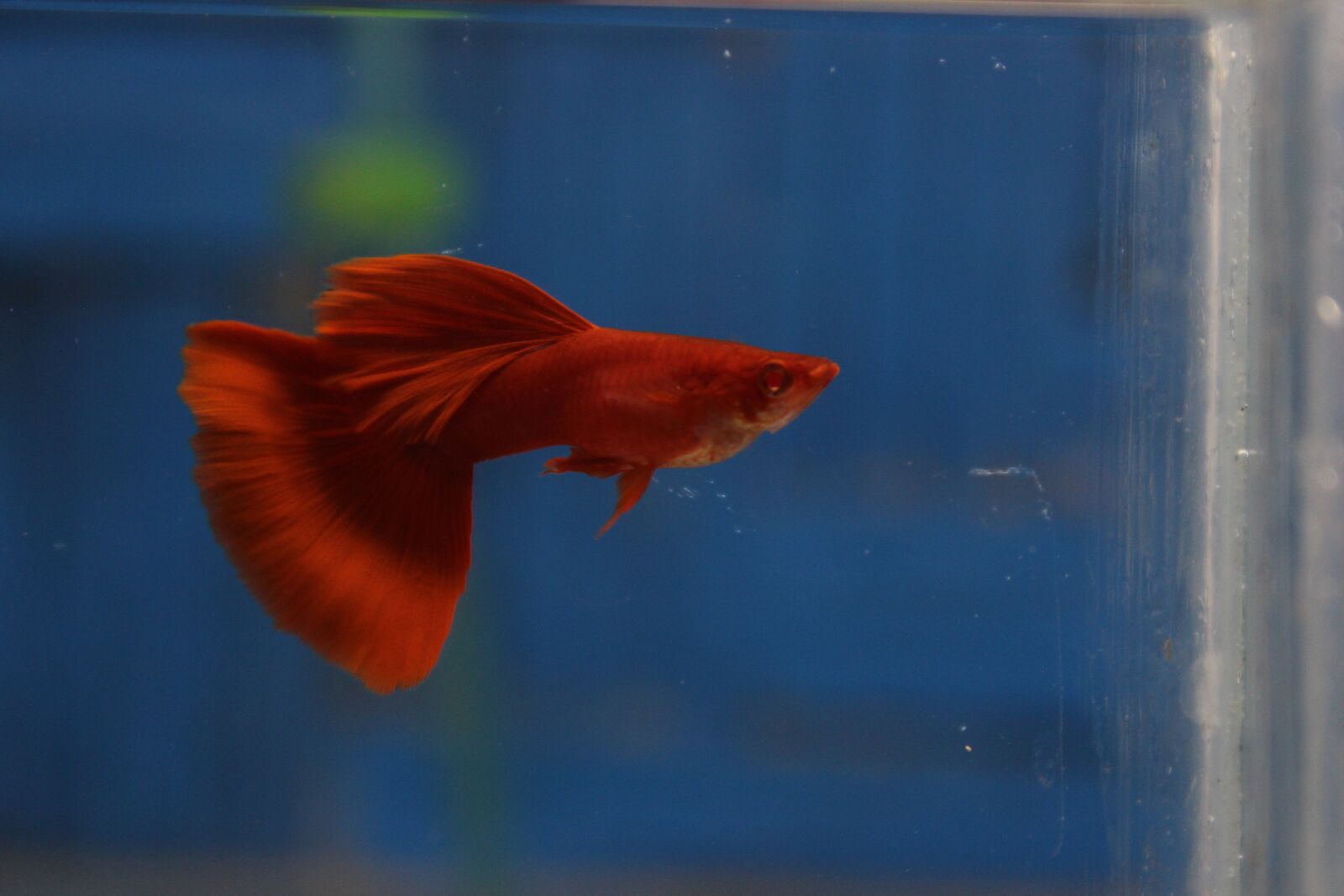 Canon EOS 1200D (EOS Rebel T5 / EOS Kiss X70 / EOS Hi) sample photo. Philippines, guppy hobbyist, tank photography