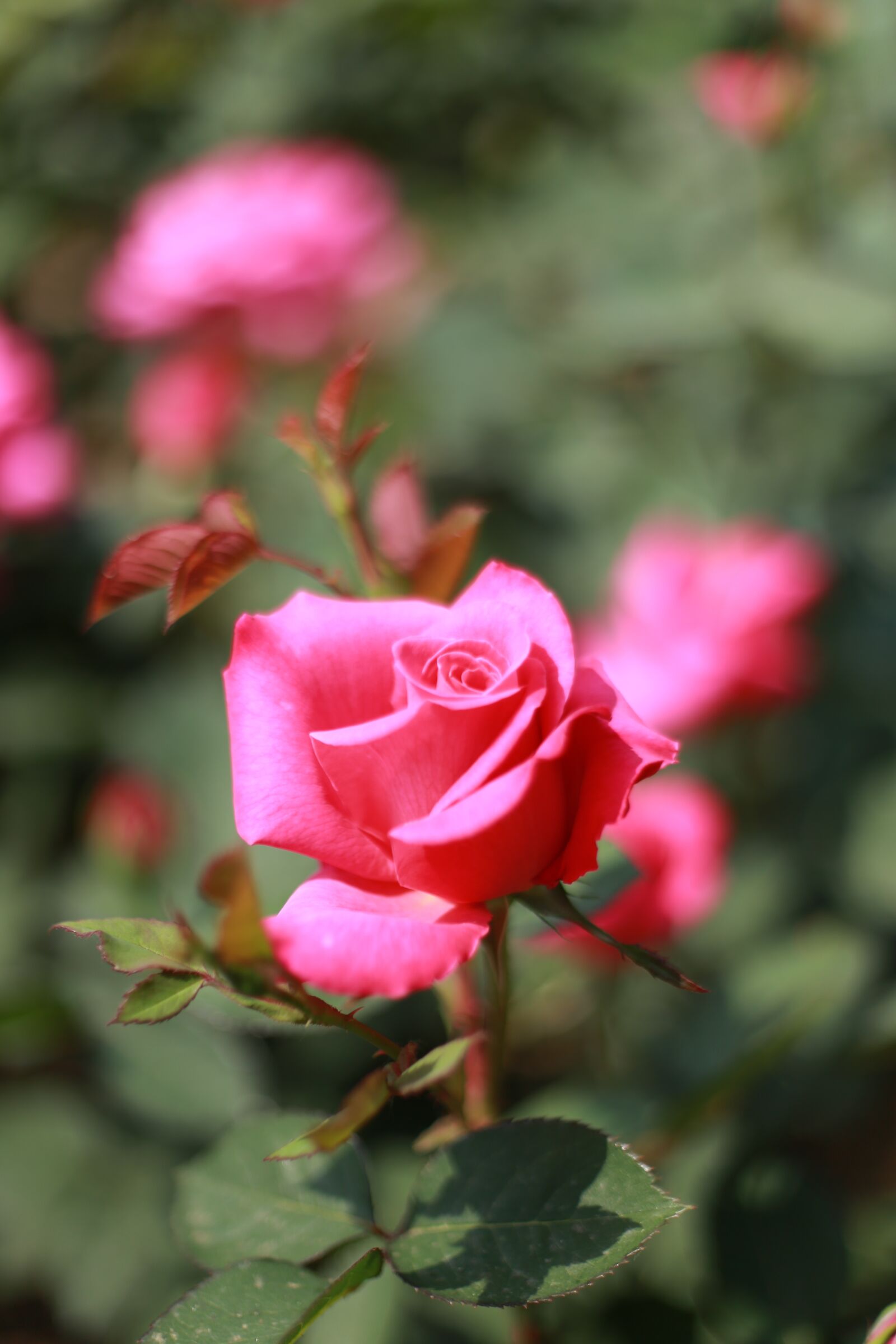 Canon EOS 6D sample photo. Rose, pink roses, flowers photography