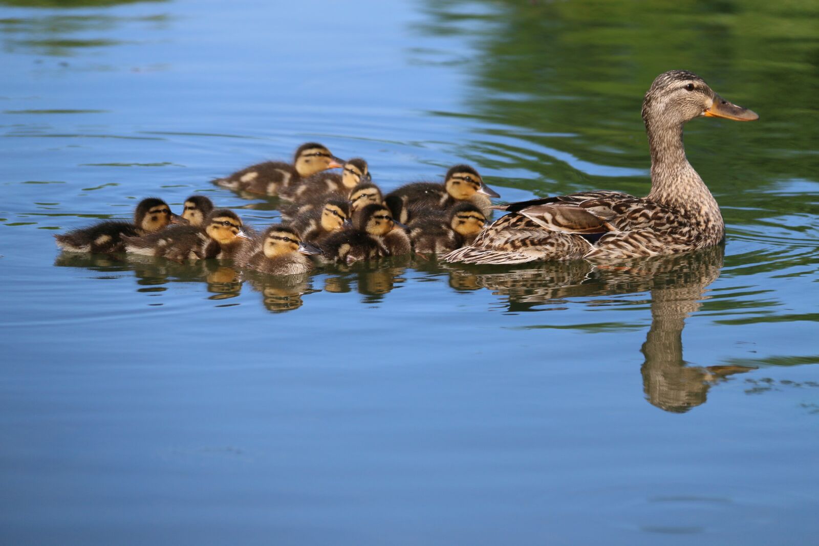 Canon EOS 70D sample photo. Ducks, duck, ducklings photography