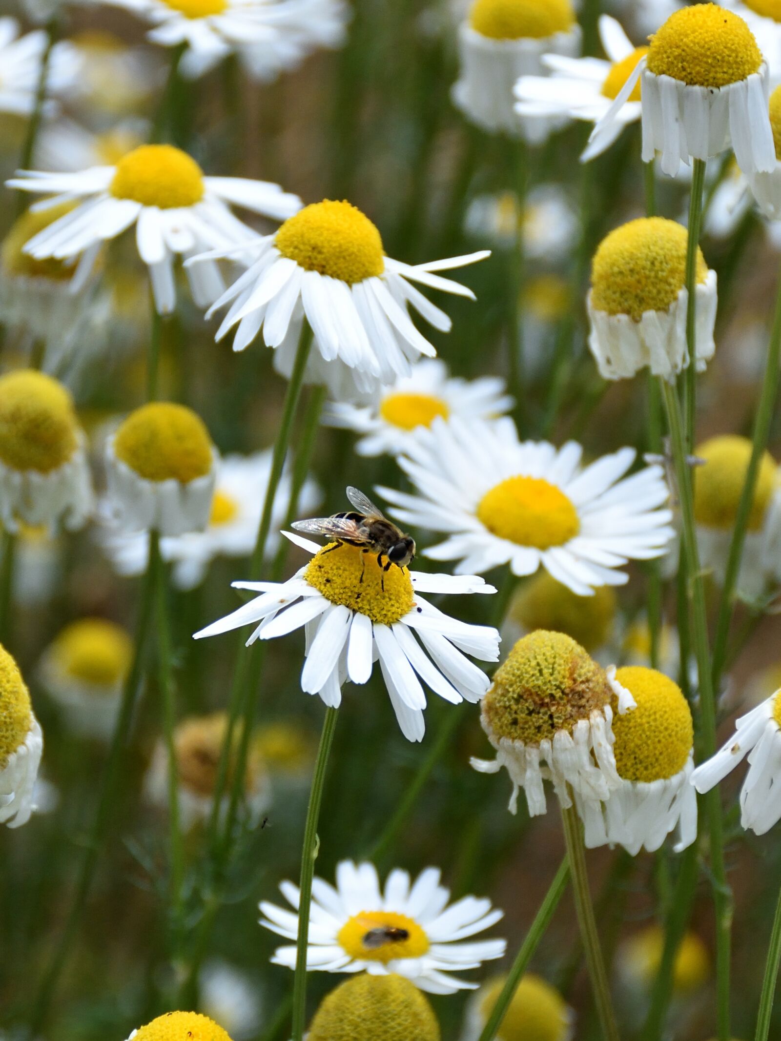 Nikon D5500 sample photo. Marguerite, bee, close up photography