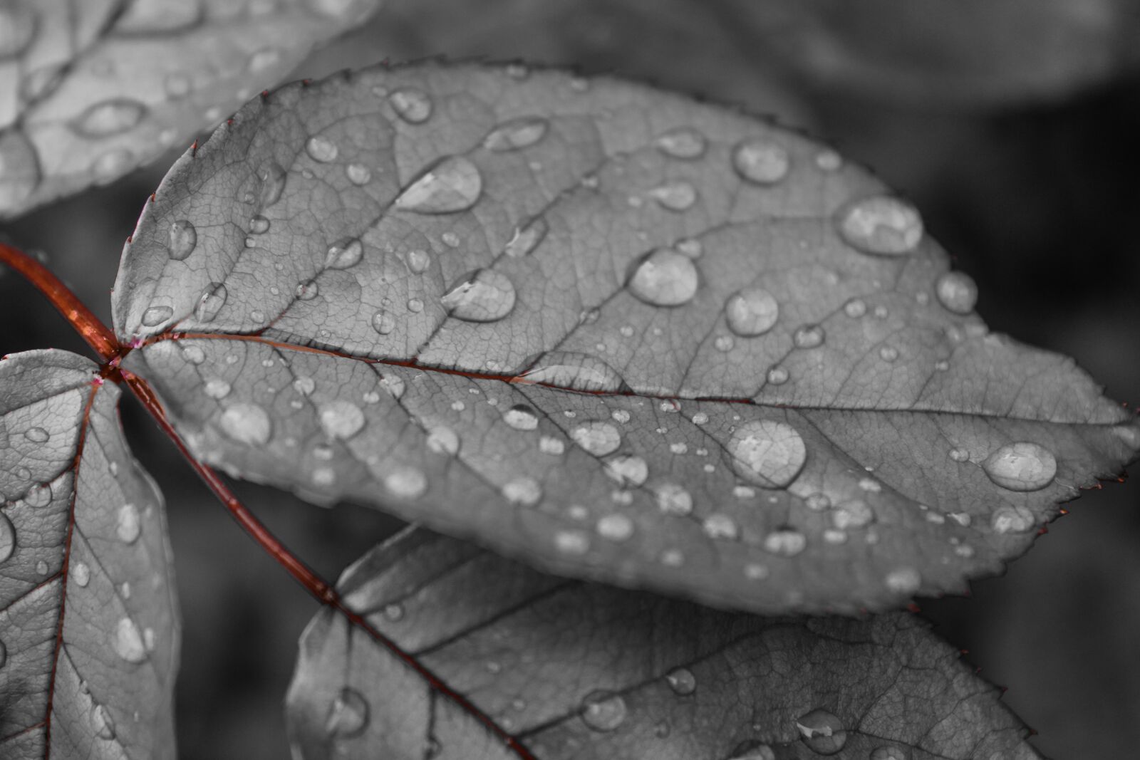 Canon EOS 2000D (EOS Rebel T7 / EOS Kiss X90 / EOS 1500D) sample photo. Leaves, water drop, nature photography
