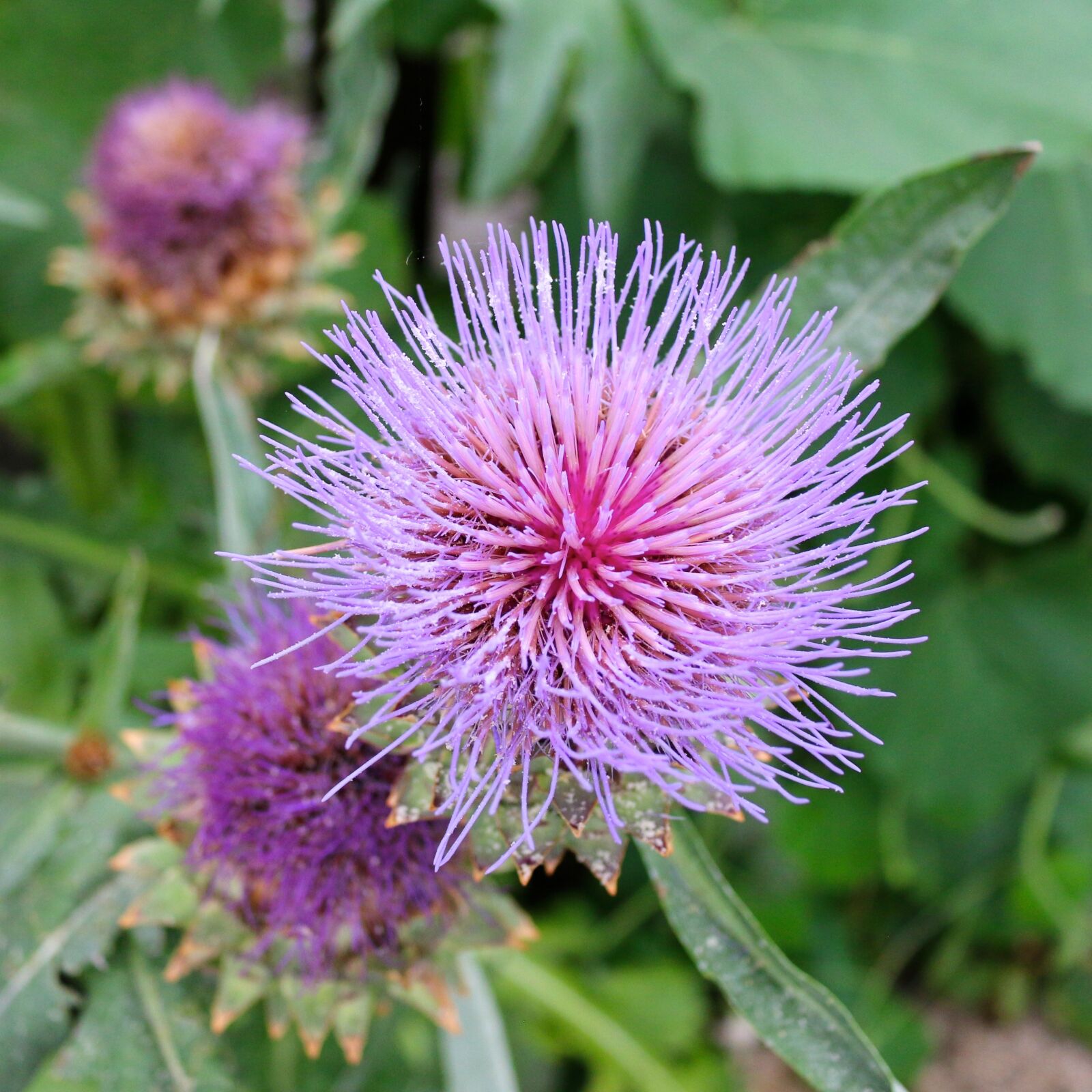 Canon EOS 70D sample photo. Flower, thistle, petal photography
