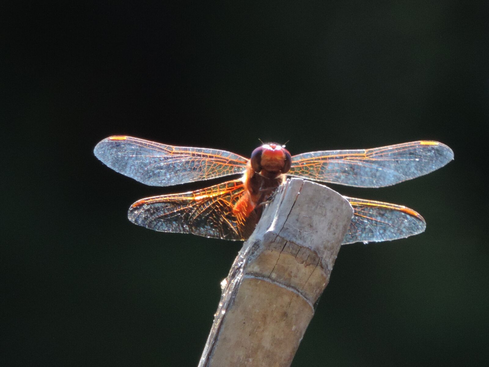 Nikon Coolpix P520 sample photo. Dragonfly, resting, wildlife photography
