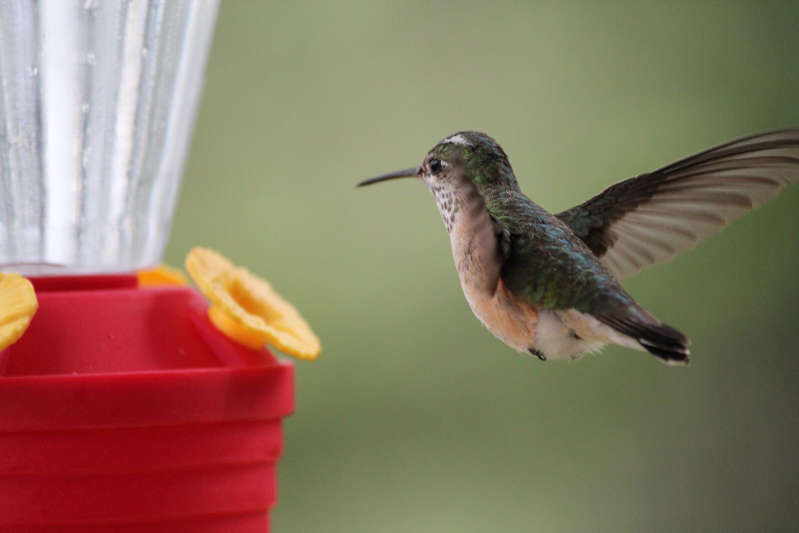 Canon EOS 550D (EOS Rebel T2i / EOS Kiss X4) sample photo. Humming bird, bird feeding photography