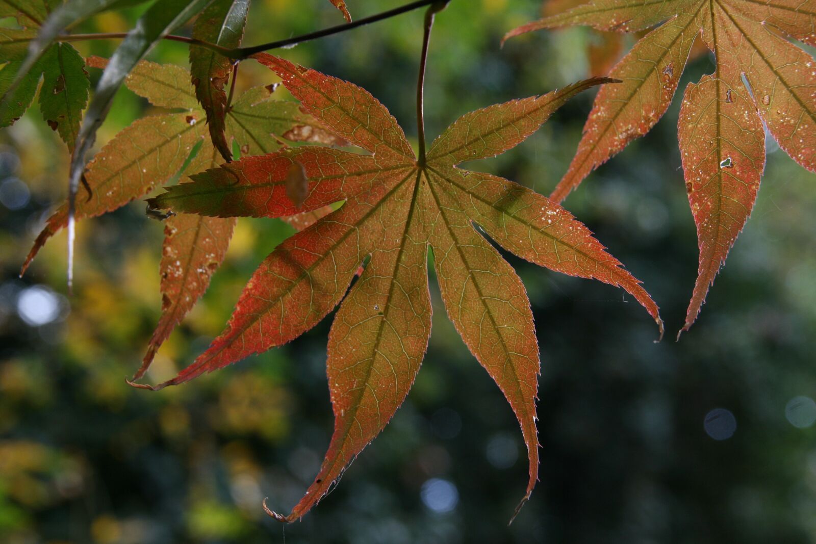Canon EOS 400D (EOS Digital Rebel XTi / EOS Kiss Digital X) sample photo. Autumn, leaves, maple photography