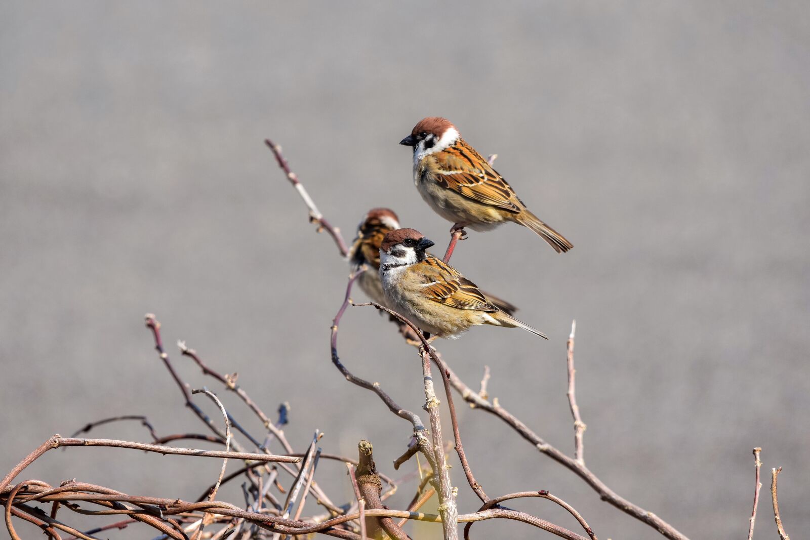 Nikon D7200 sample photo. Animal, wood, bird photography