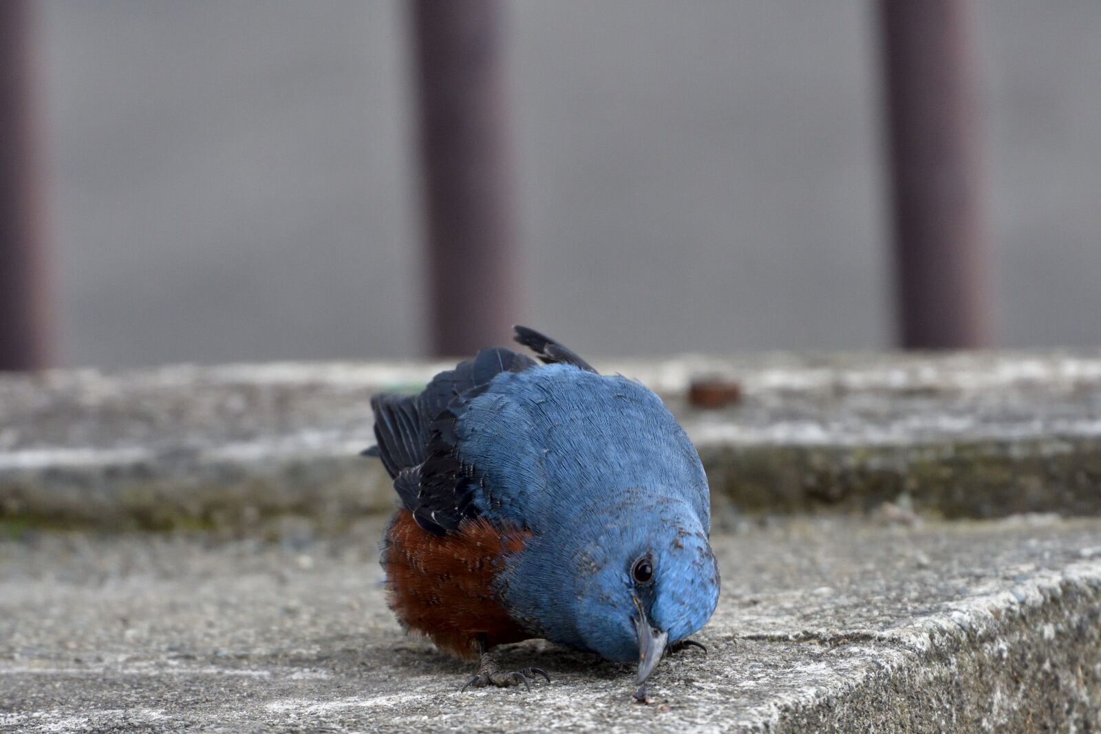 Nikon D500 sample photo. Natural, outdoors, bird photography