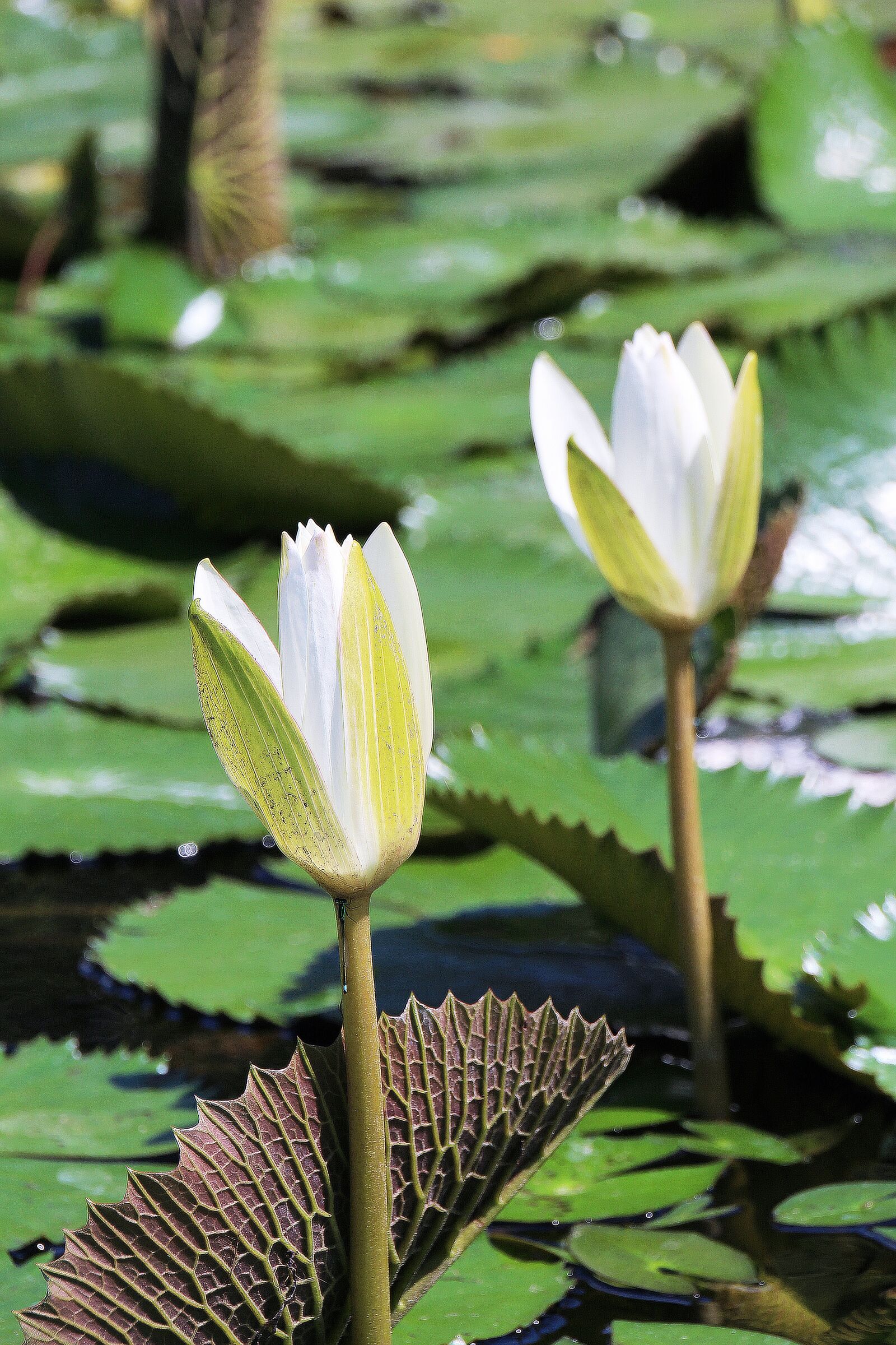 Canon EOS 700D (EOS Rebel T5i / EOS Kiss X7i) sample photo. Water lily, flowering, white photography