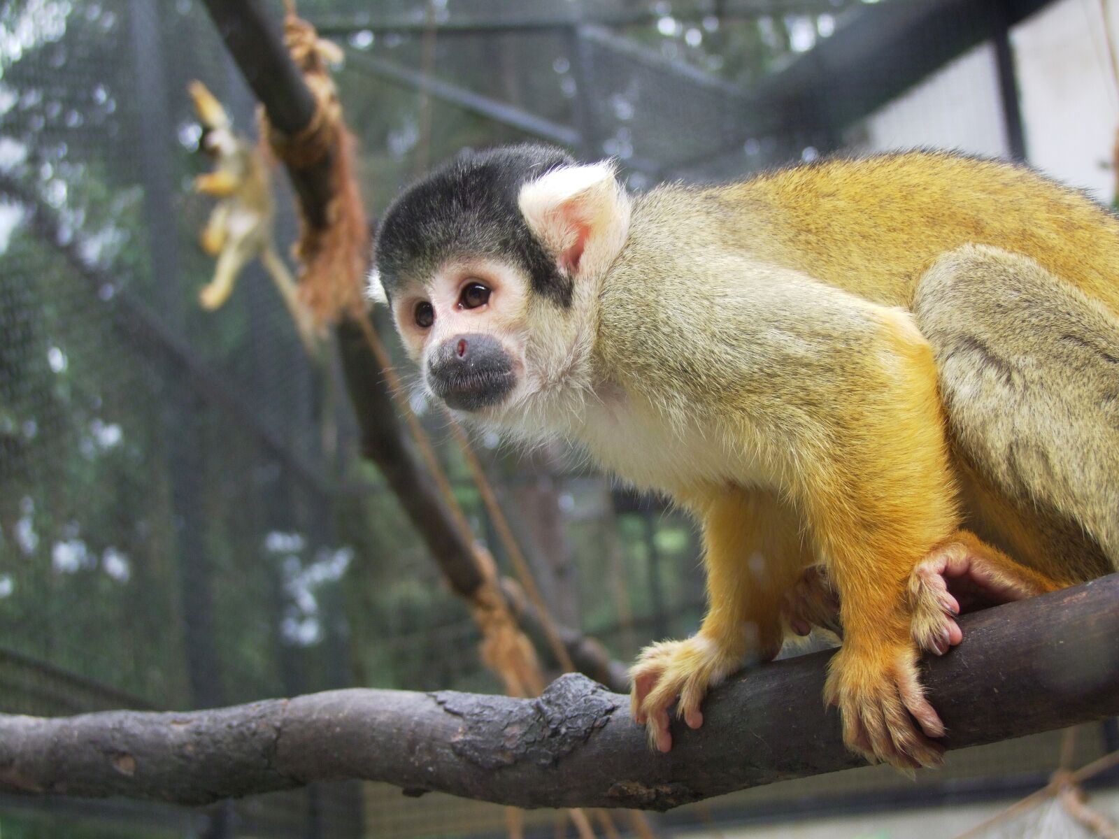 Fujifilm FinePix S100fs sample photo. Monkey, animal, zoo photography