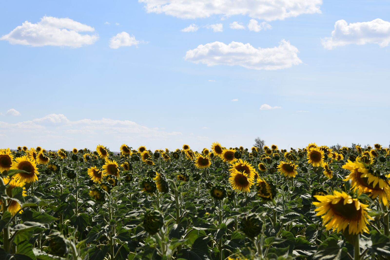 Nikon D3300 sample photo. Sunflower, sunflower field, sky photography