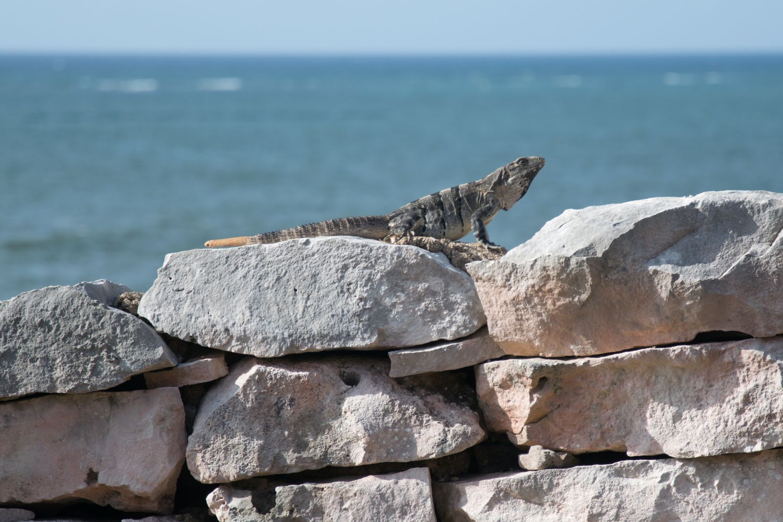 Nikon D5300 sample photo. Caribbean, tulum, iguana photography