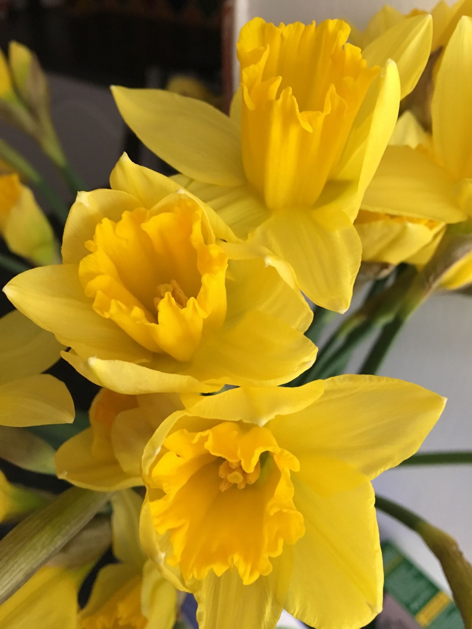 Apple iPhone 6s sample photo. Flower, nature, flora photography