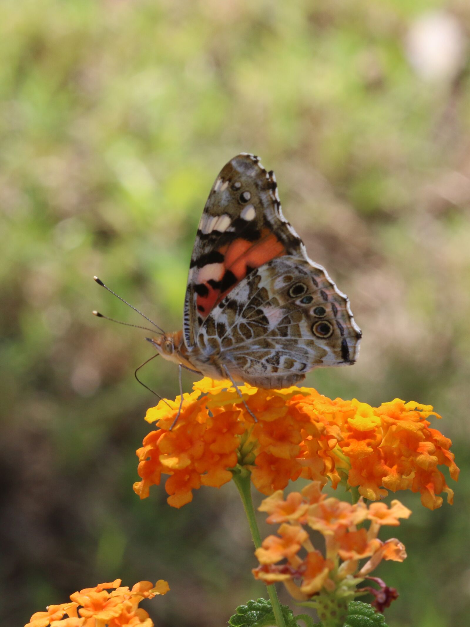Canon EOS 70D + Canon EF 100mm F2.8 Macro USM sample photo. Butterfly, macro, close photography