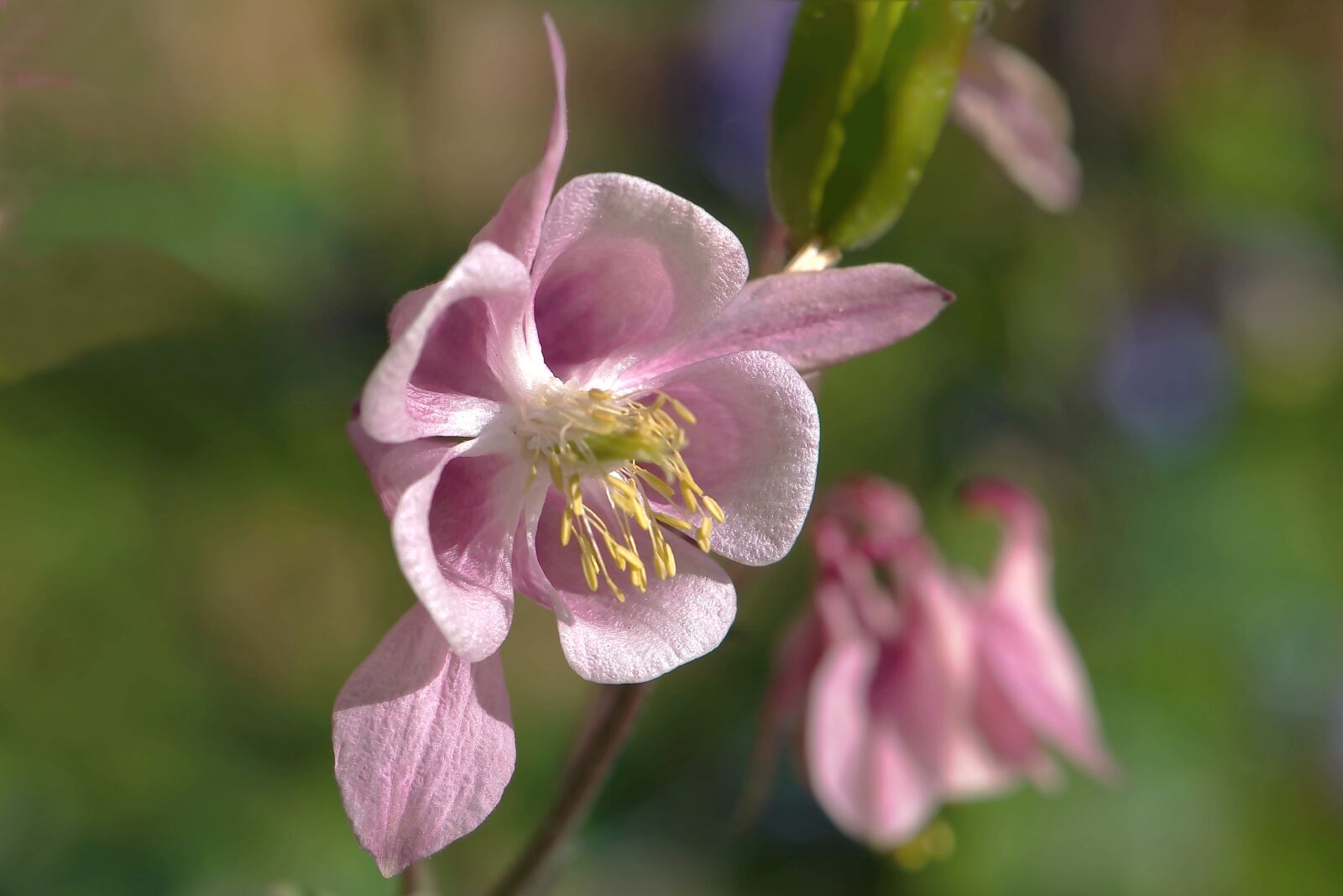 Nikon D5600 sample photo. Blossom, bloom, pink photography