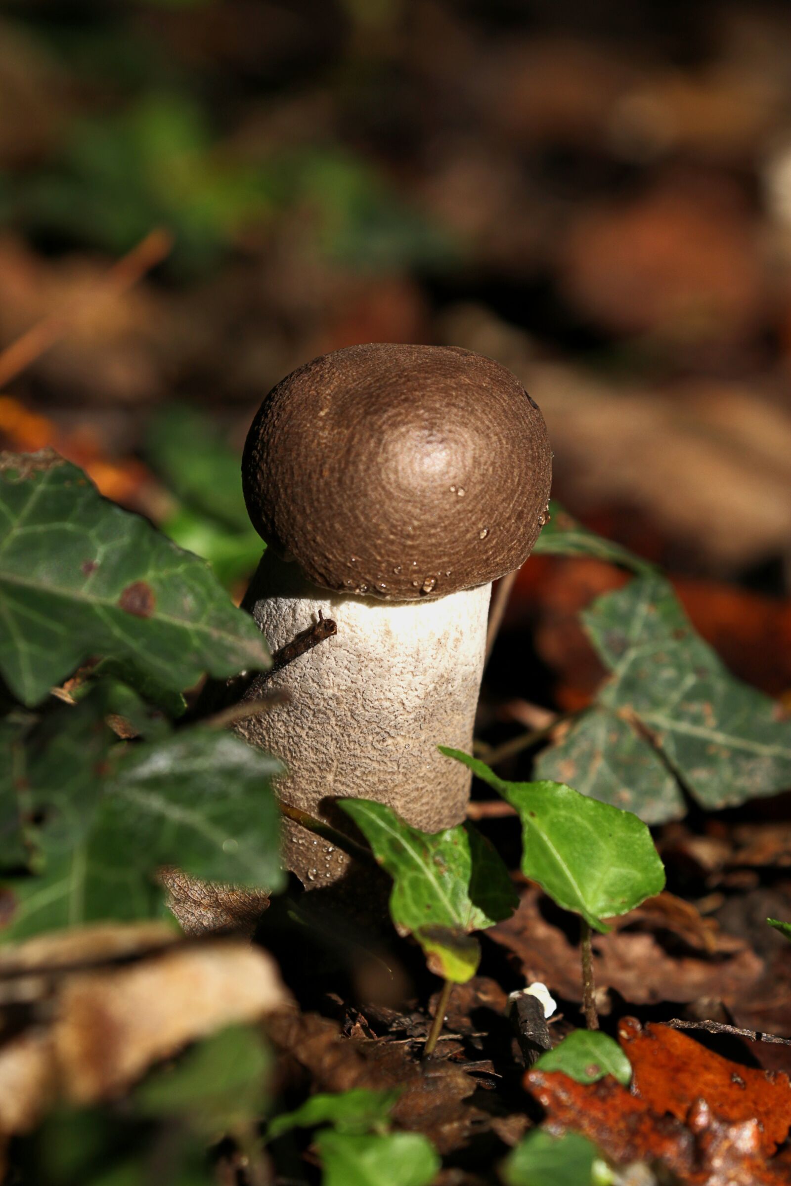 Canon EOS 7D Mark II sample photo. Autumn, mushrooms, underwood photography