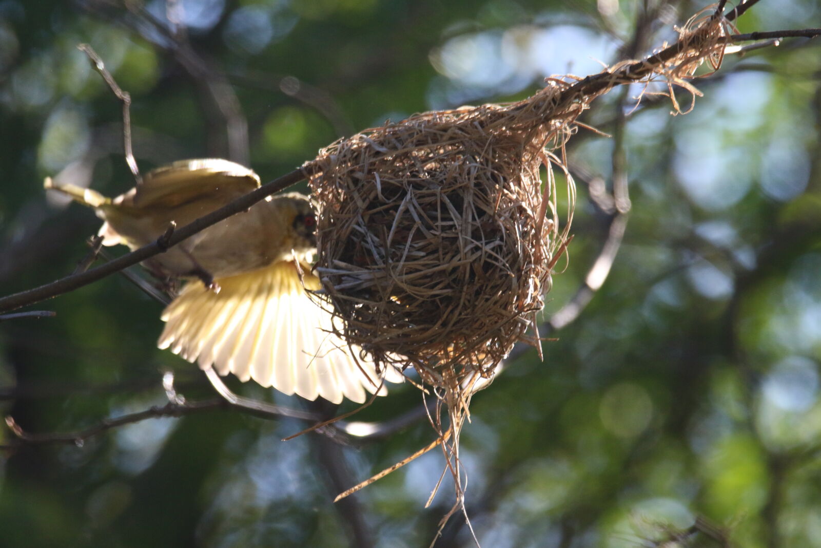 Canon EOS 7D Mark II sample photo. Animal, bird, branch, built photography