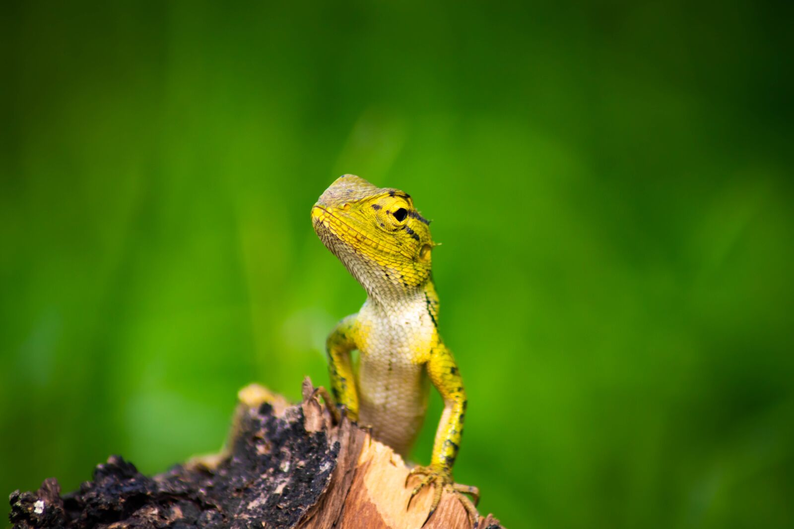 Tamron AF 70-300mm F4-5.6 Di LD Macro sample photo. Chameleon, background, isolated photography