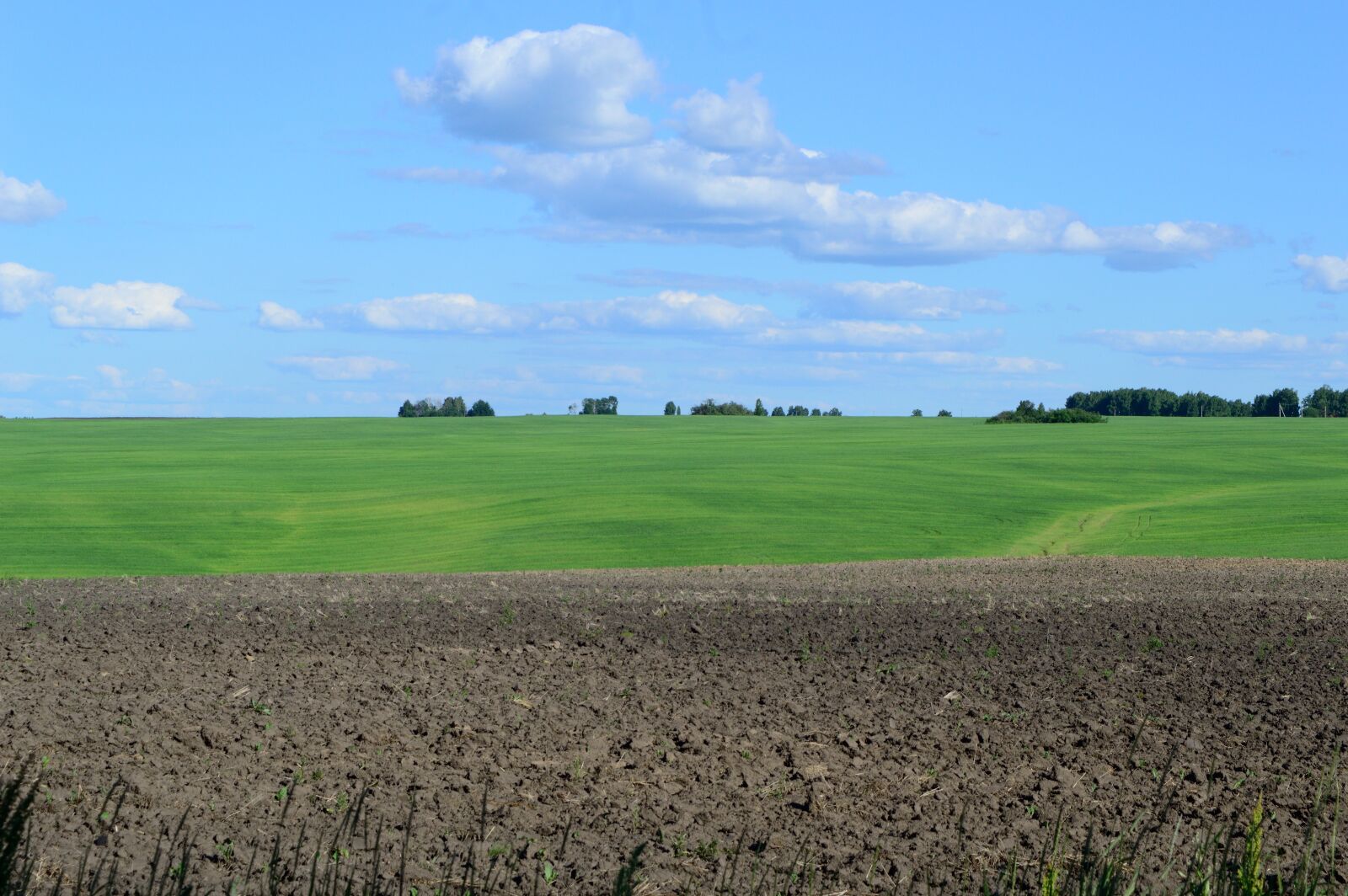 Nikon D3200 sample photo. Field, green field, arable photography