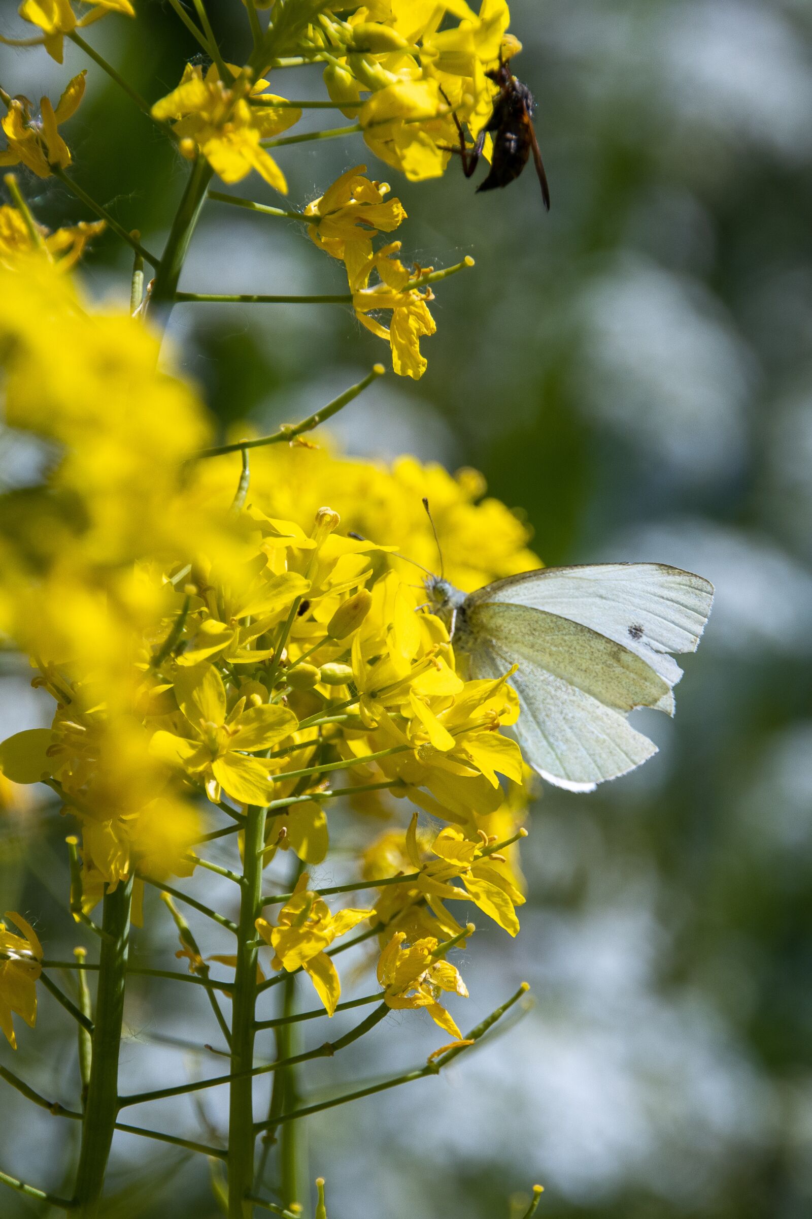Canon EOS 90D sample photo. Yellow, butterfly, nature photography