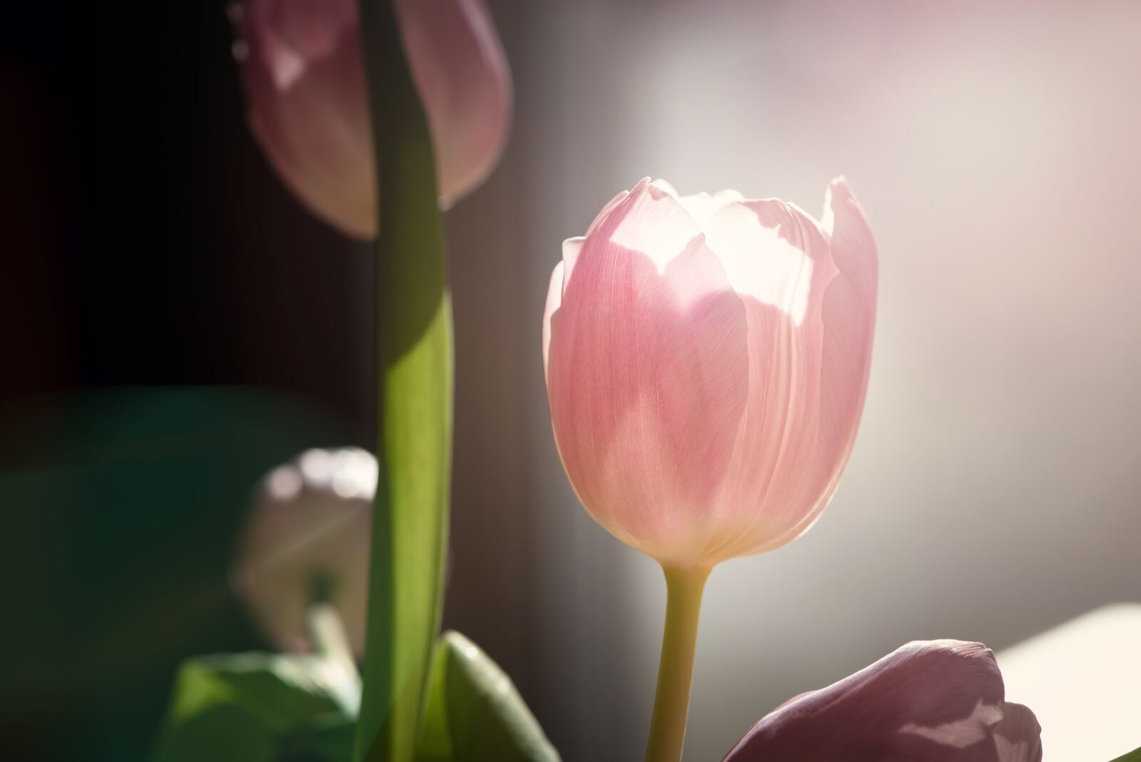 Nikon D750 sample photo. Flower, tulip, pink photography