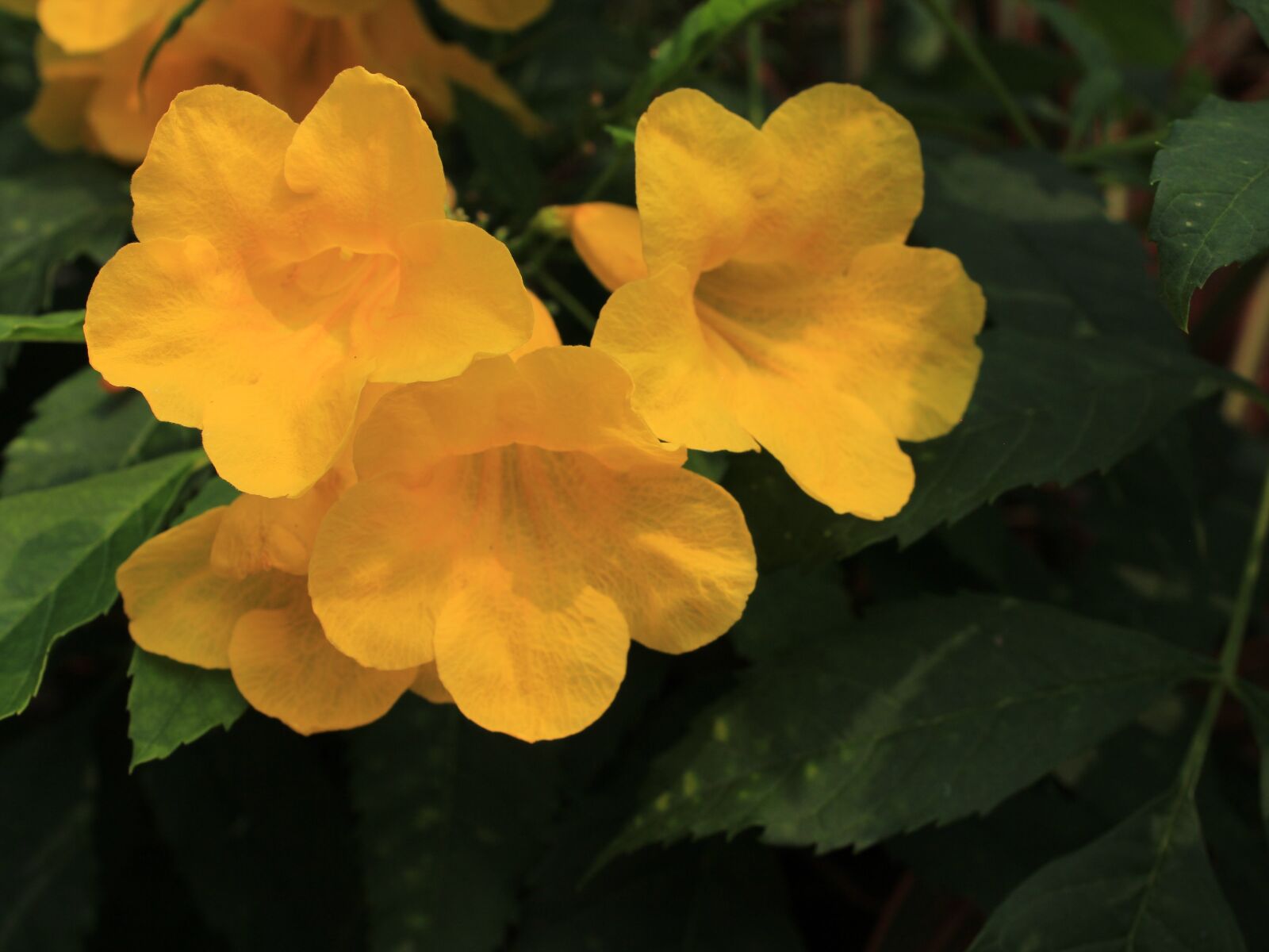 Canon EOS 600D (Rebel EOS T3i / EOS Kiss X5) sample photo. Flowers, yellow photography