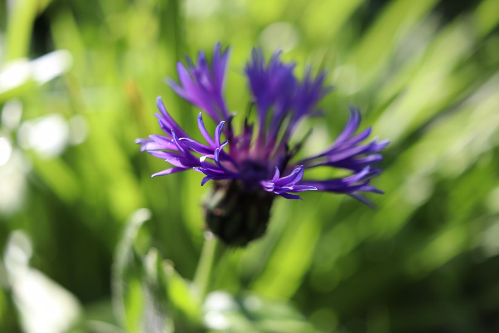 Canon EOS M50 (EOS Kiss M) + Canon EF-S 24mm F2.8 STM sample photo. Flower, knapweed, nature photography